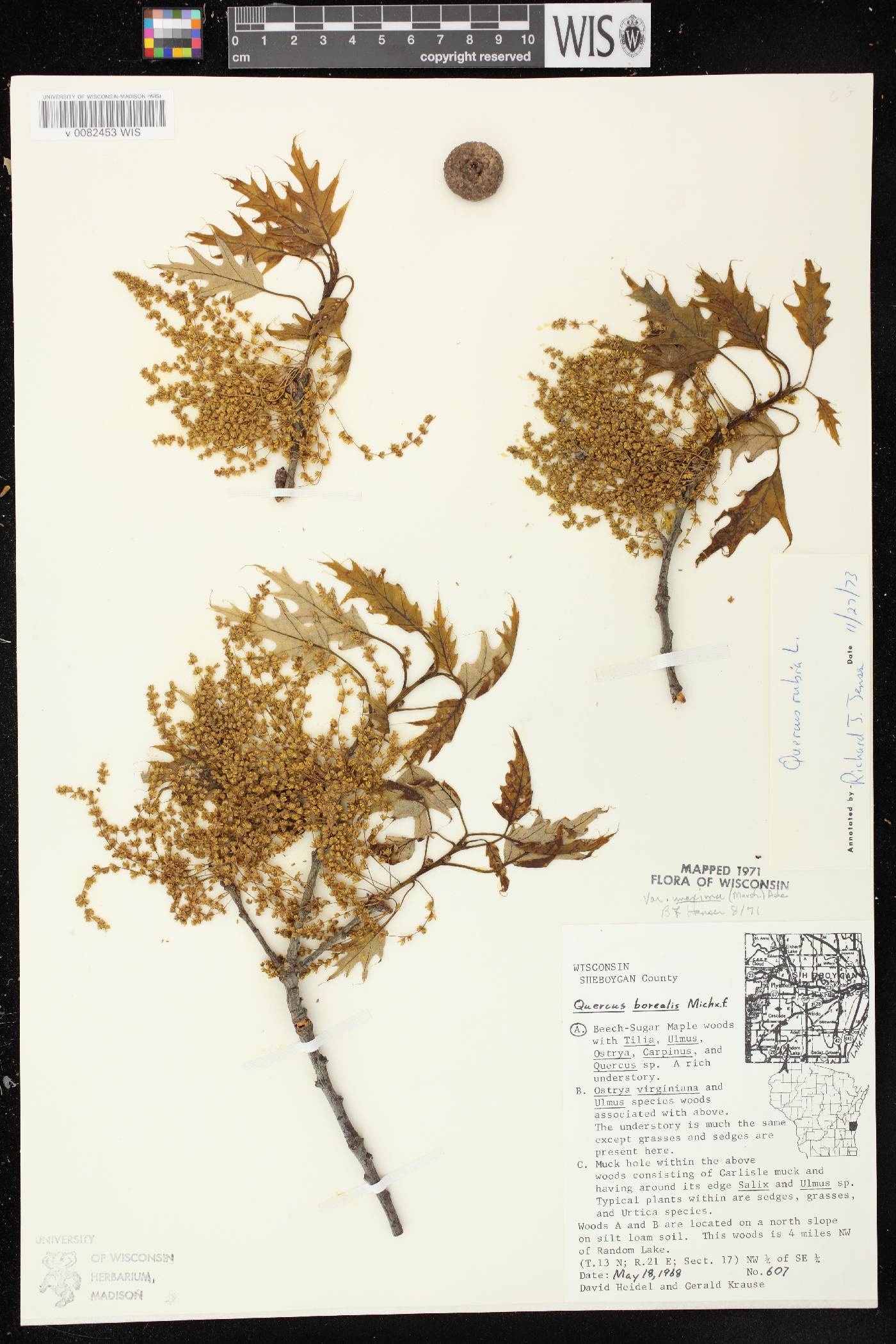 Quercus rubra image