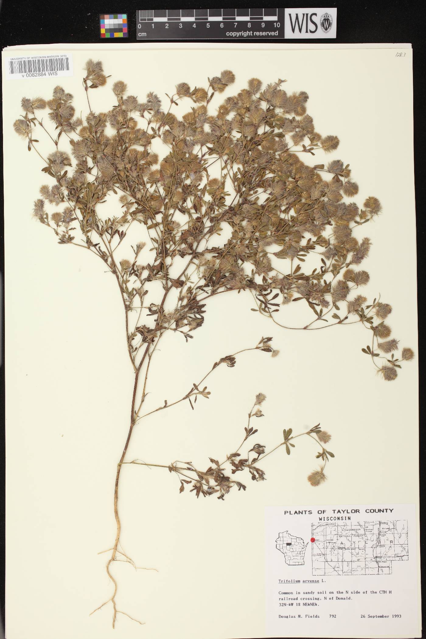 Trifolium arvense image