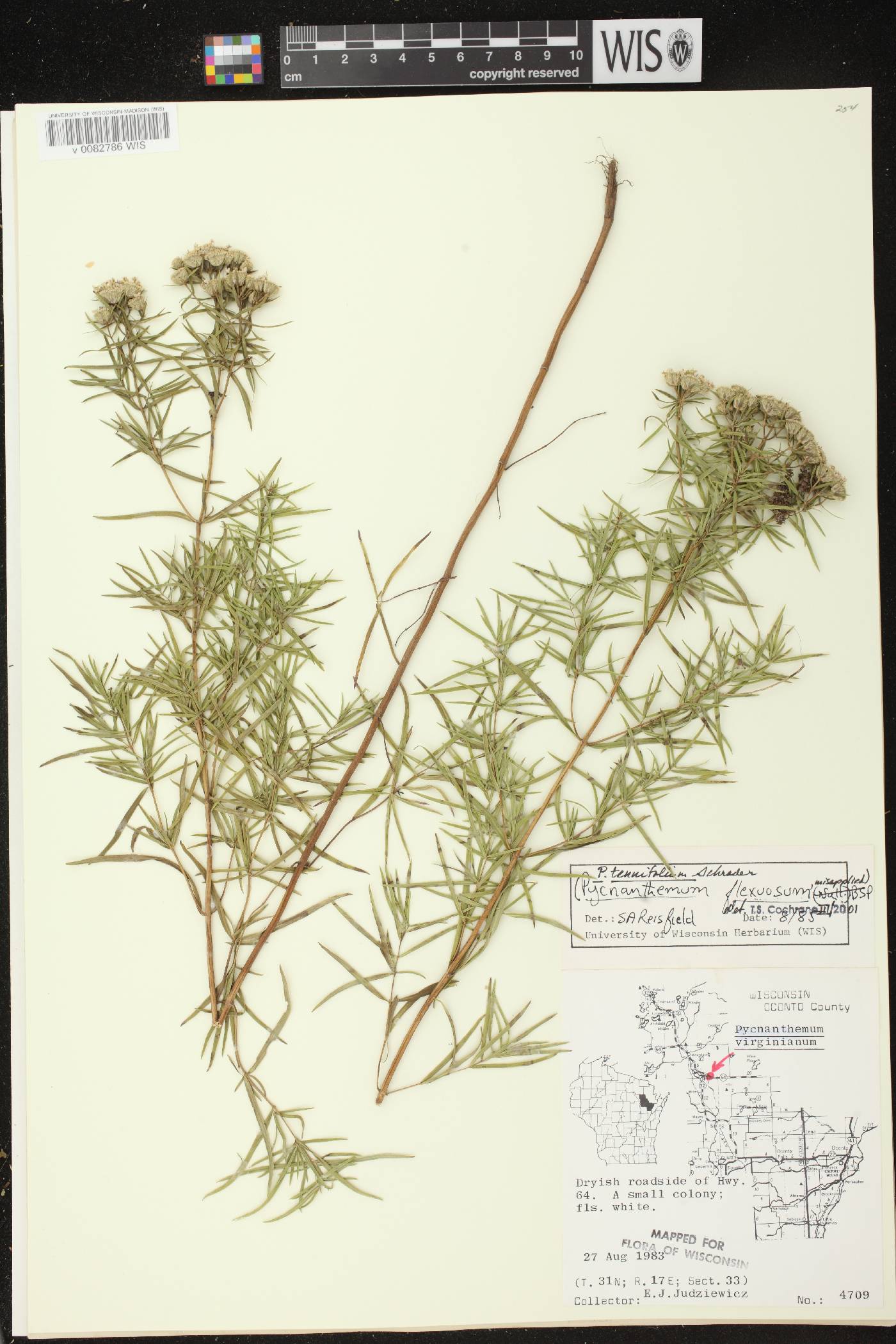 Pycnanthemum tenuifolium image