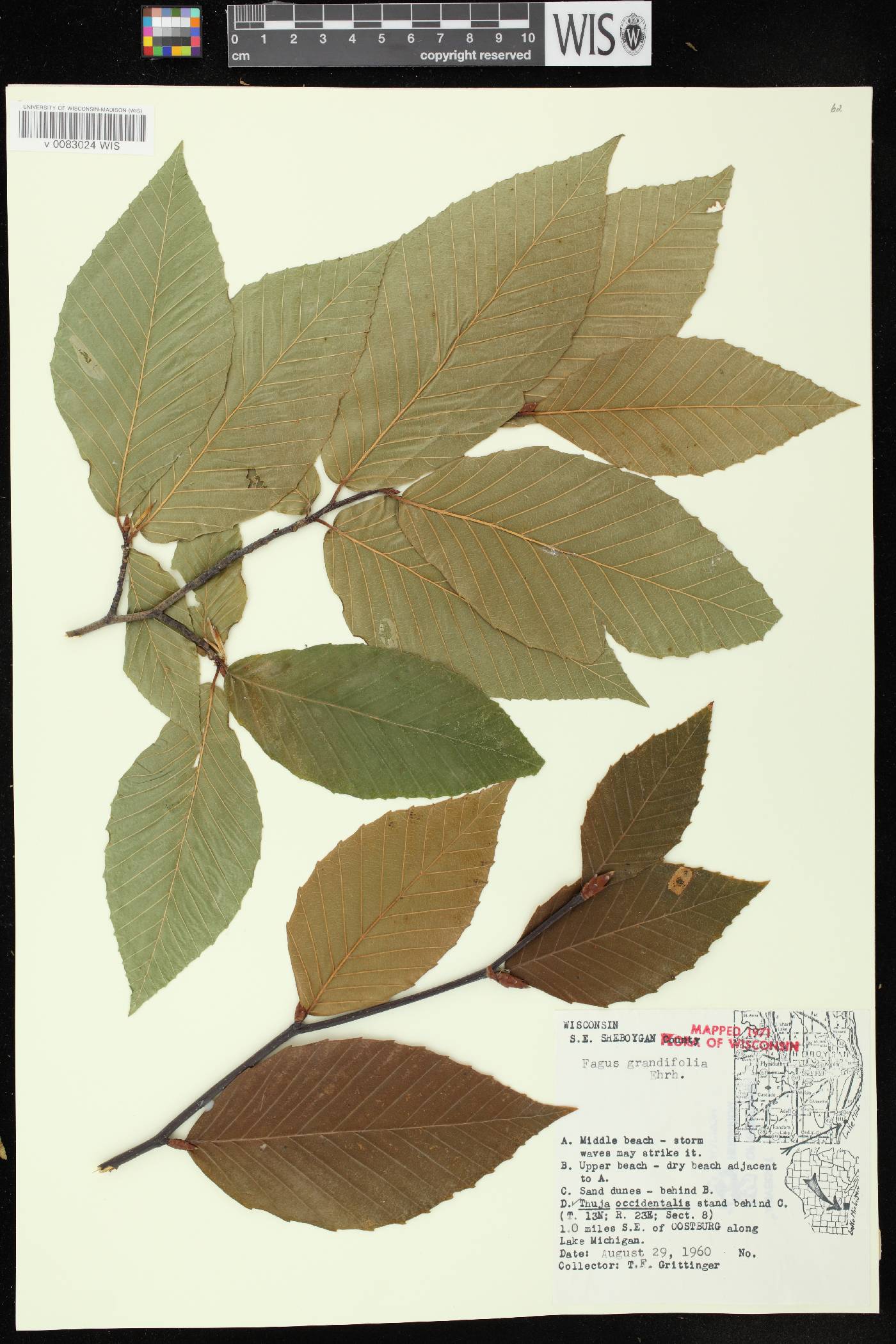 Fagus grandifolia image