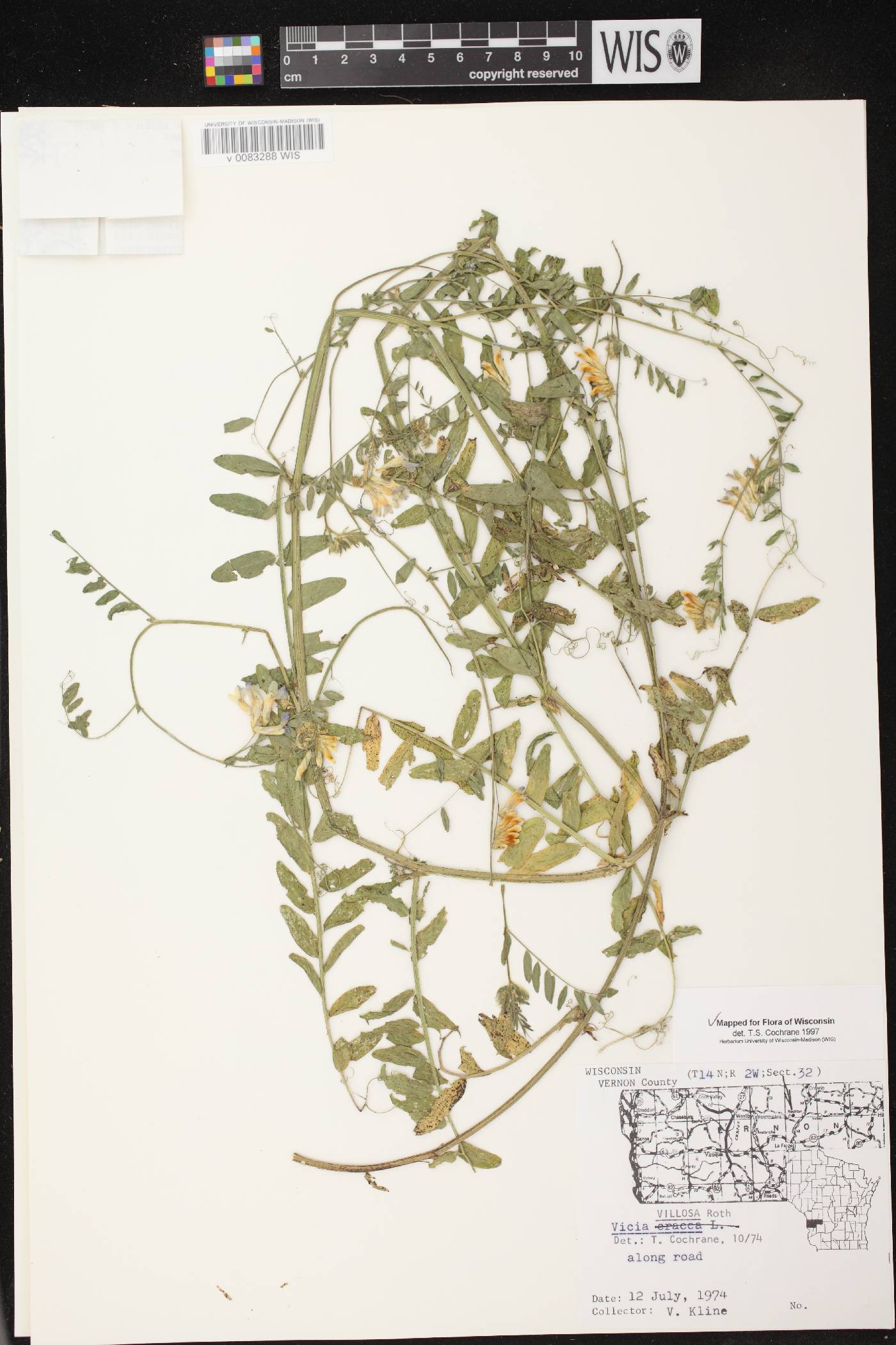 Vicia villosa image