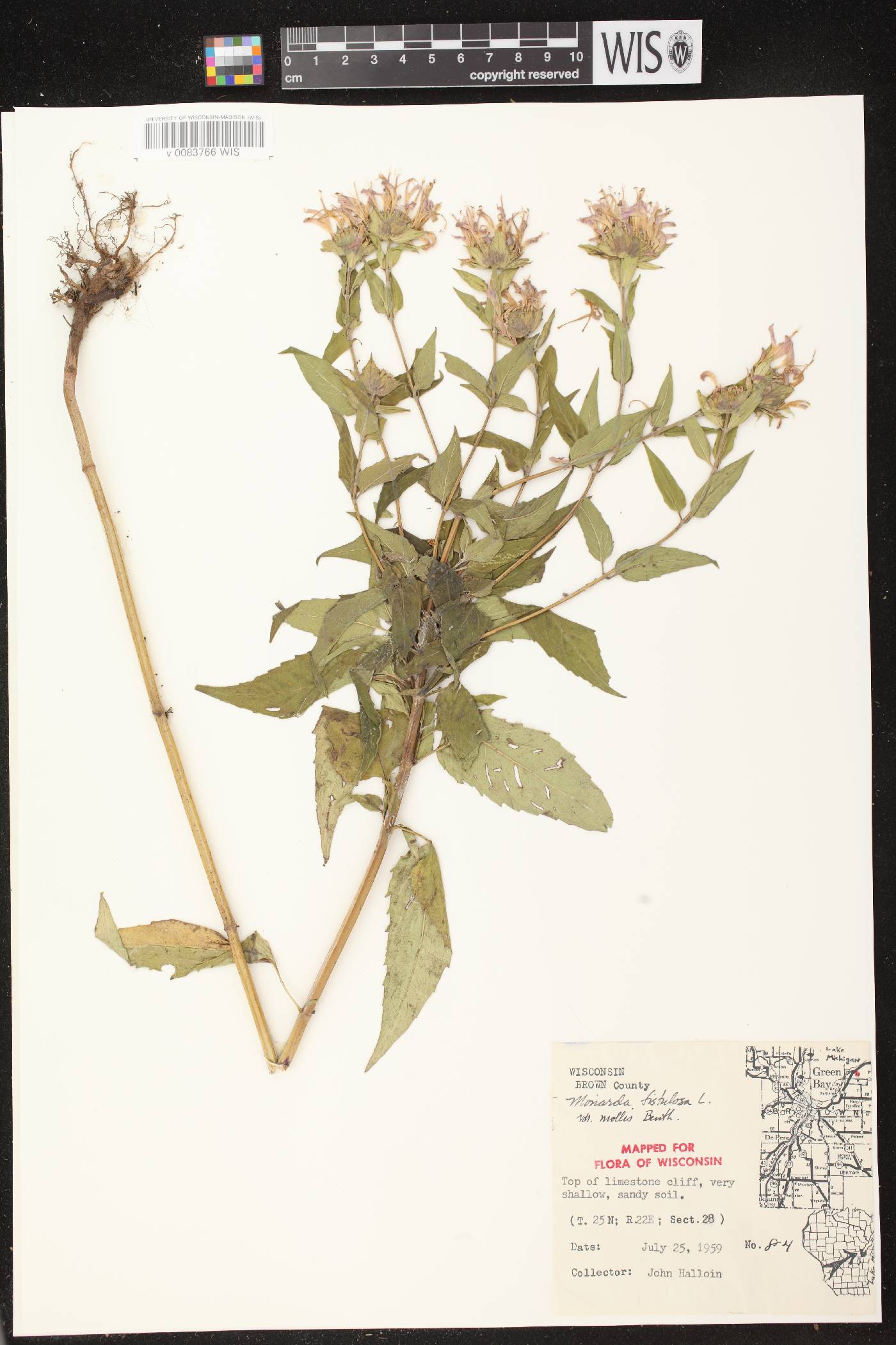 Monarda fistulosa subsp. fistulosa image
