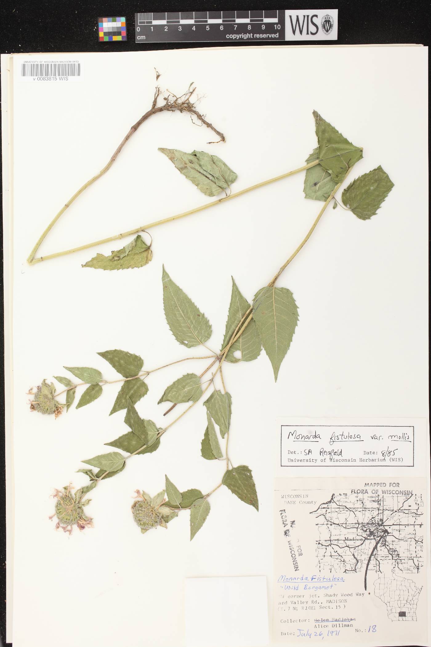 Monarda fistulosa subsp. fistulosa image