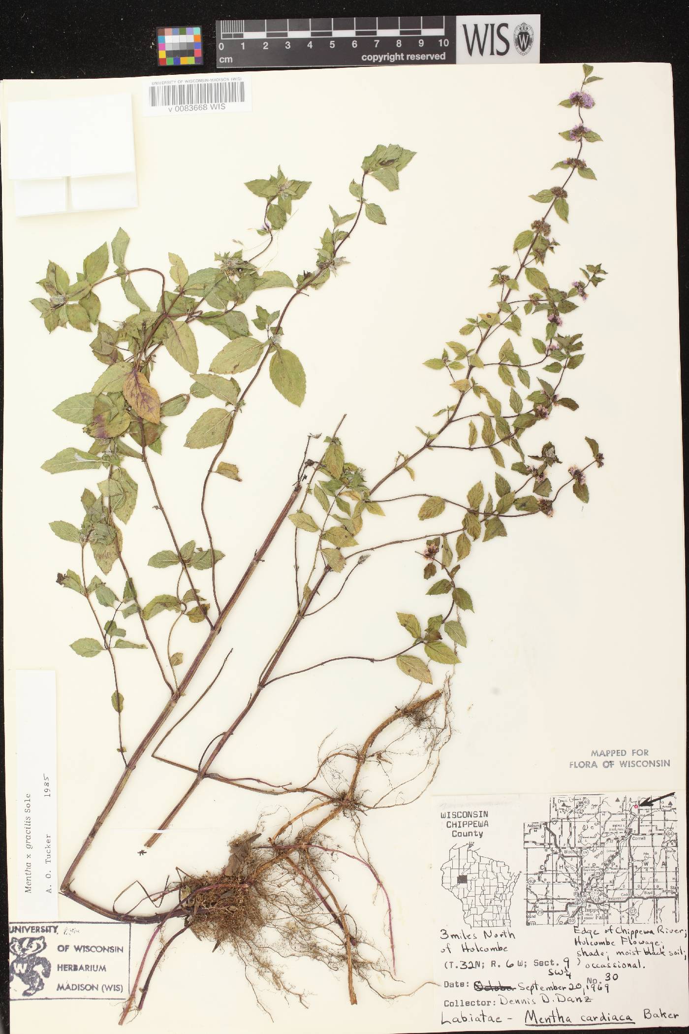 Mentha X gracilis image