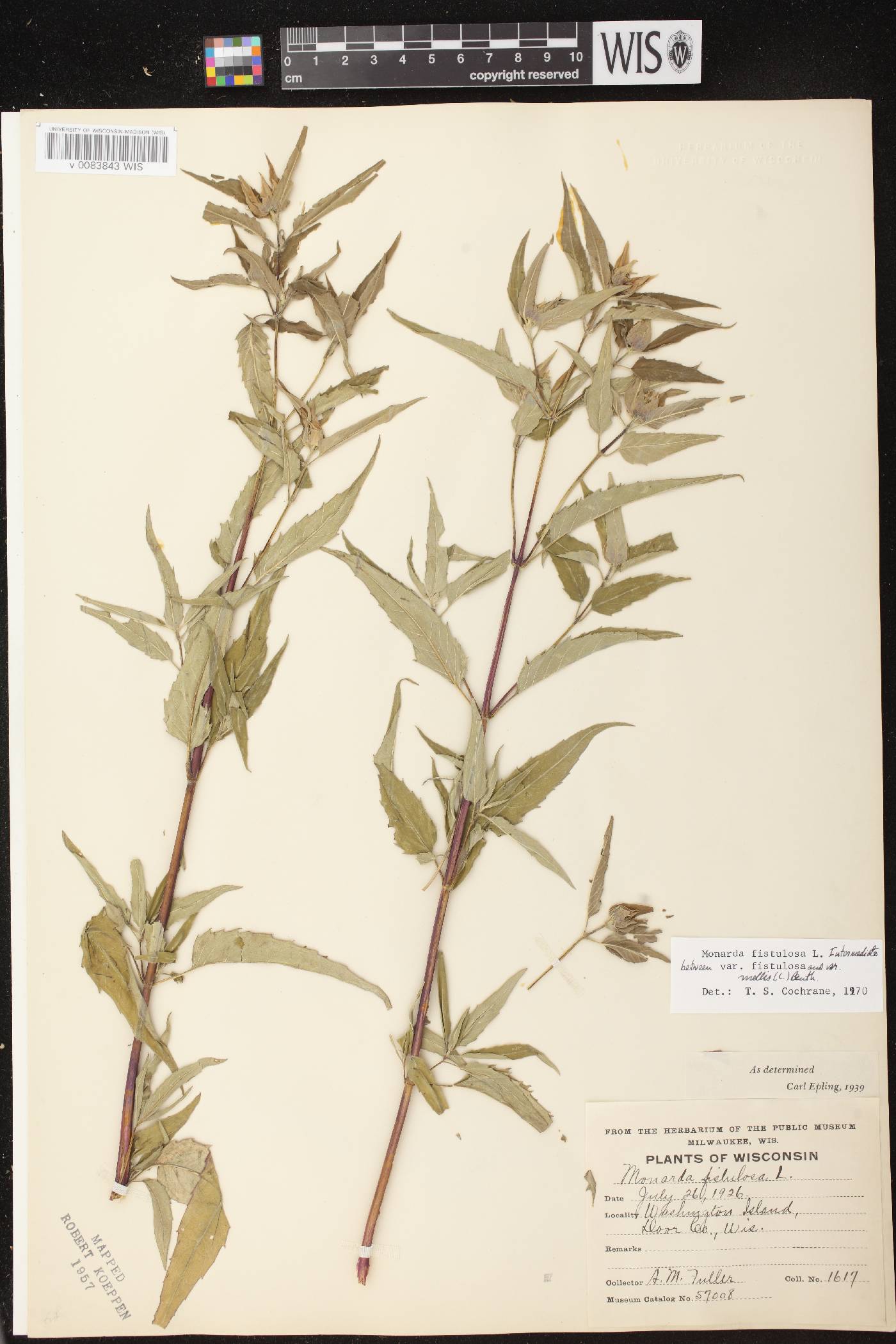Monarda fistulosa subsp. fistulosa image