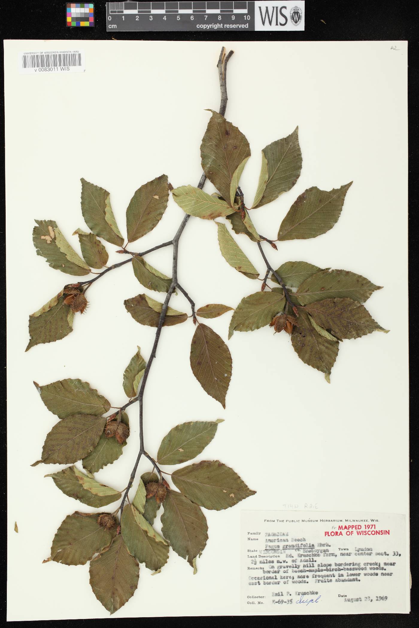 Fagus grandifolia image