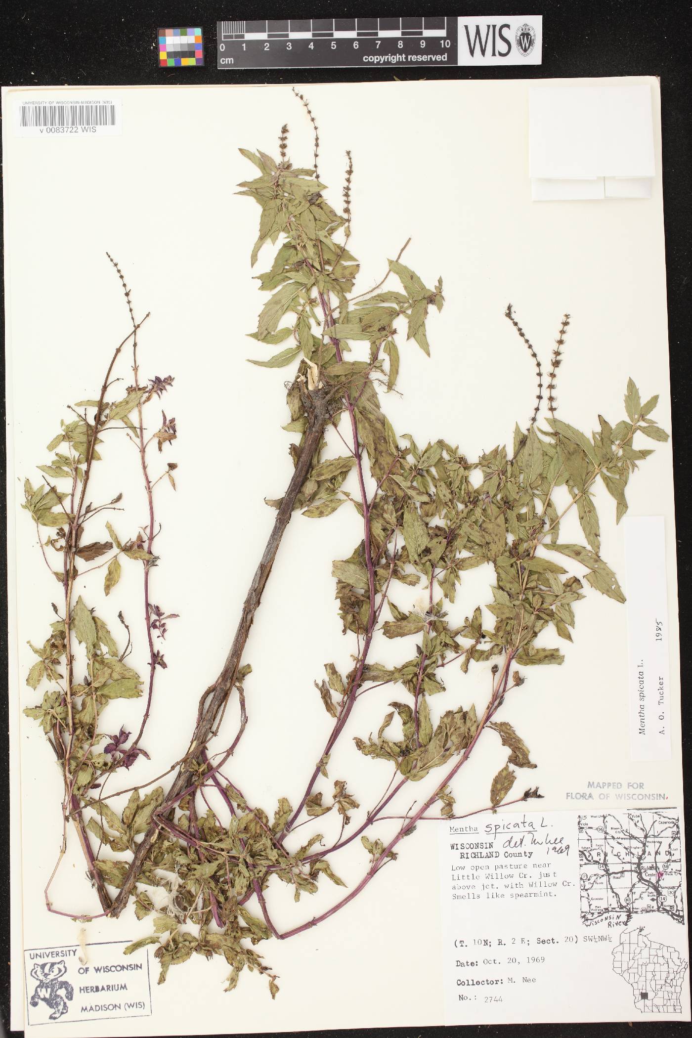 Mentha spicata image