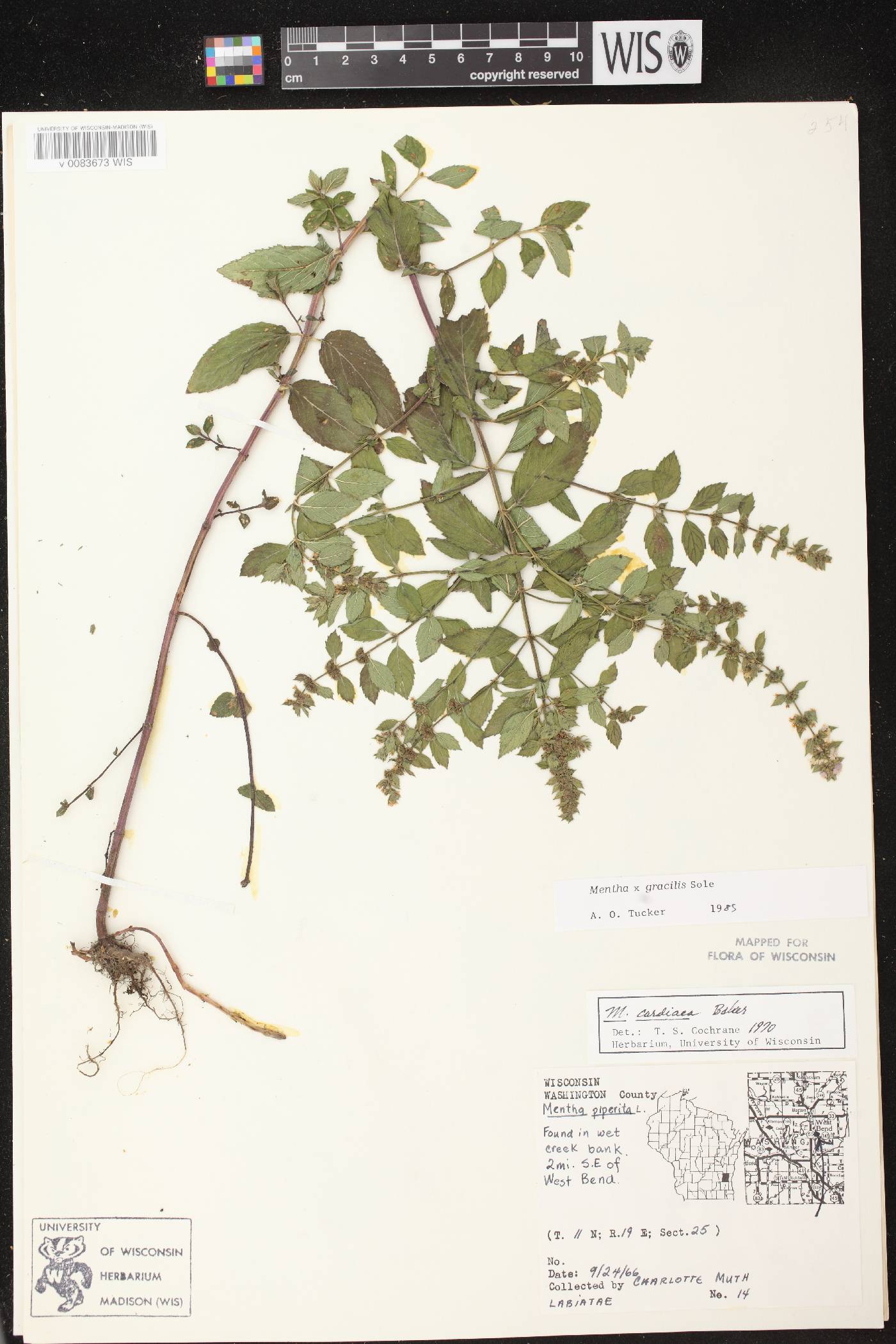 Mentha X gracilis image