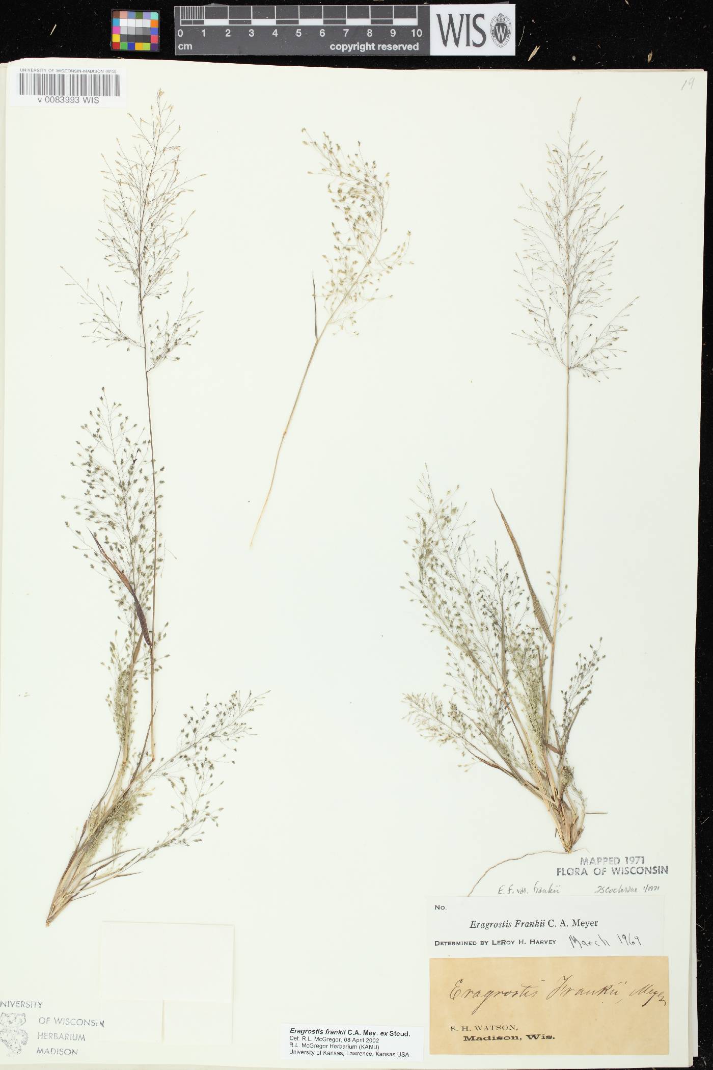 Eragrostis frankii image