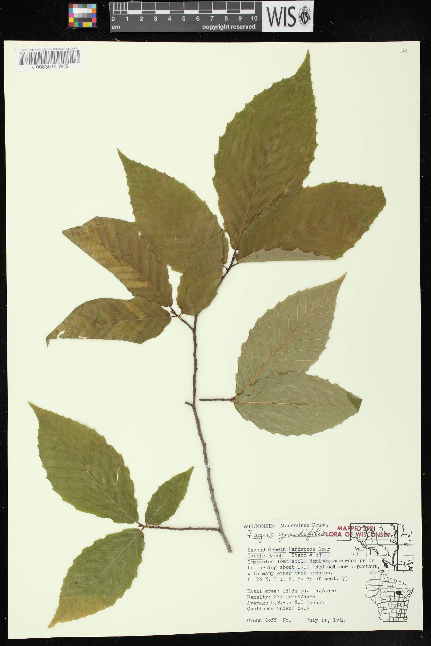 Fagus grandifolia image