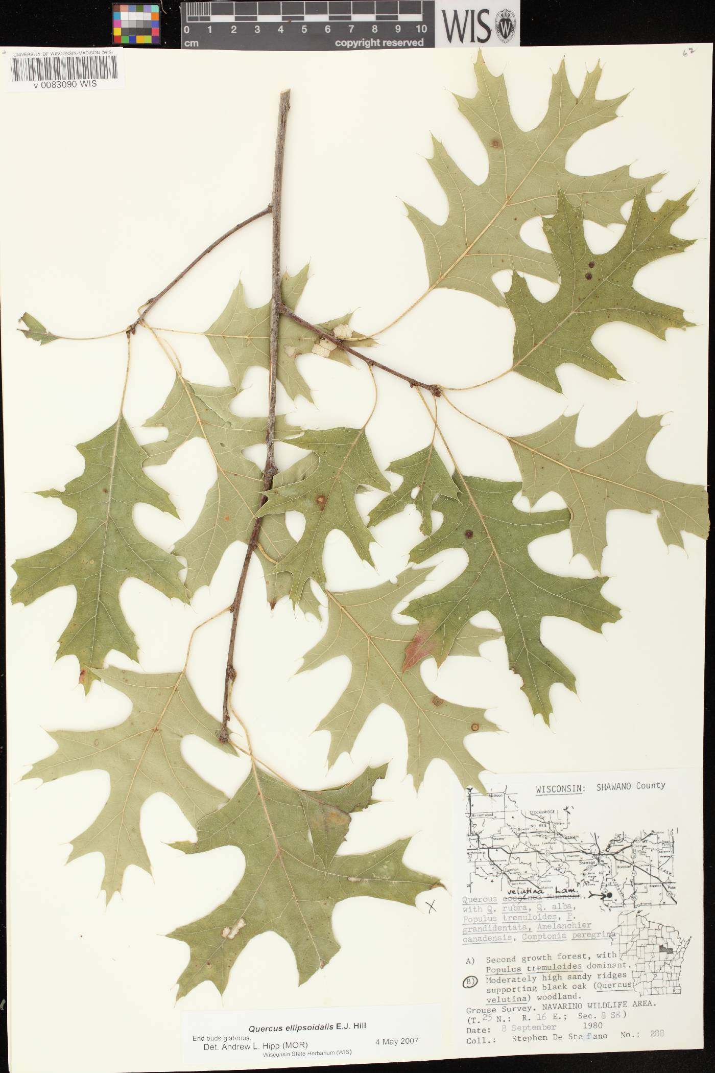 Quercus ellipsoidalis image