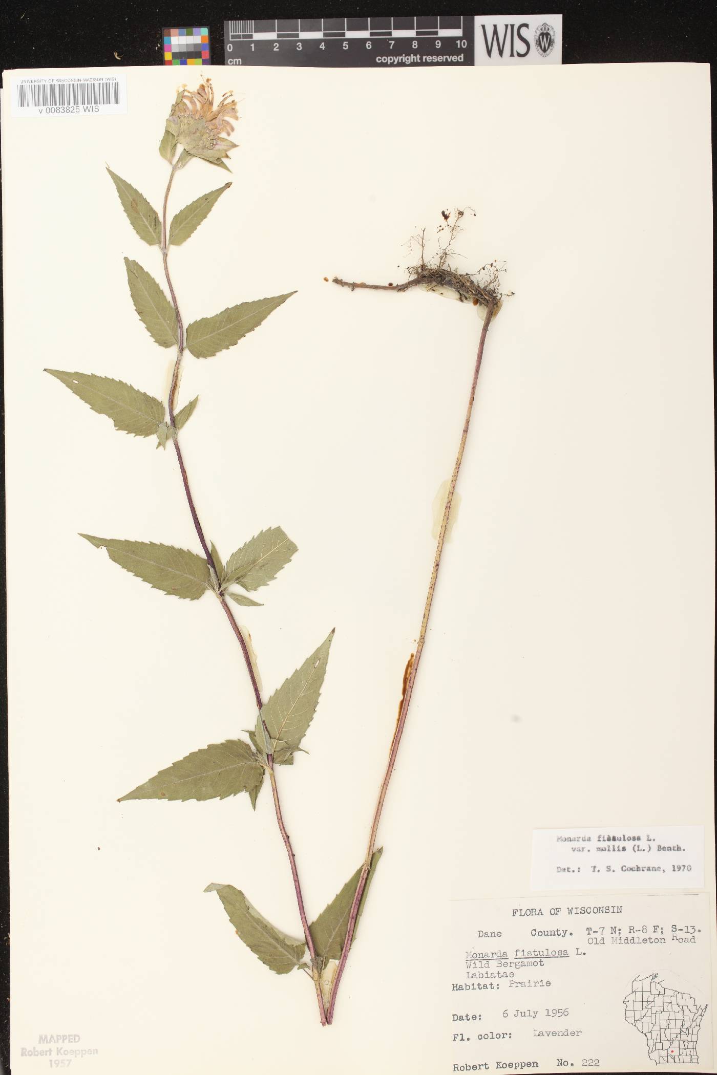 Monarda fistulosa subsp. fistulosa image