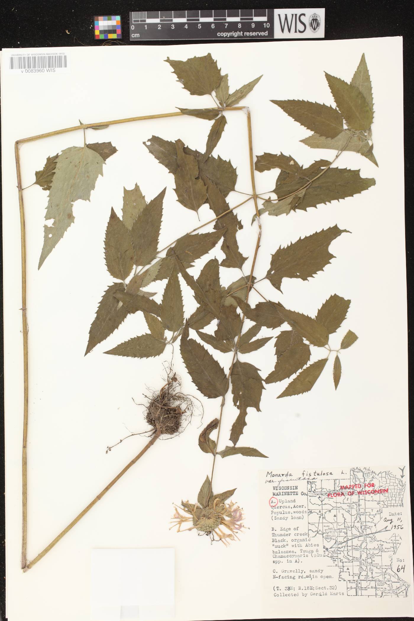 Monarda fistulosa subsp. fistulosa image