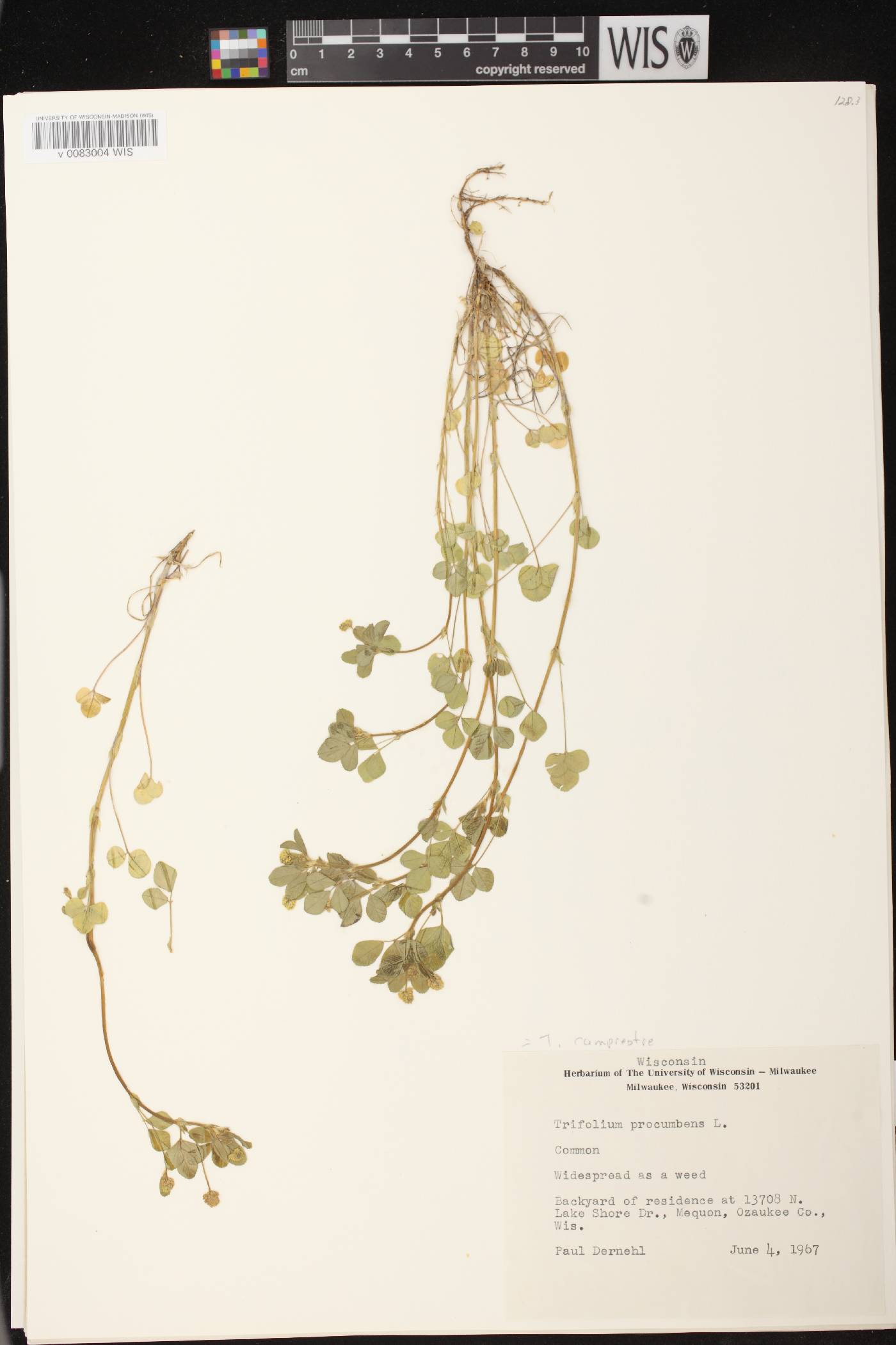 Medicago lupulina image