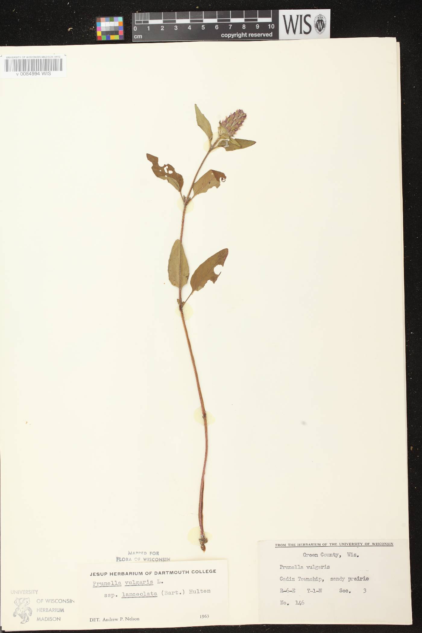 Prunella vulgaris image
