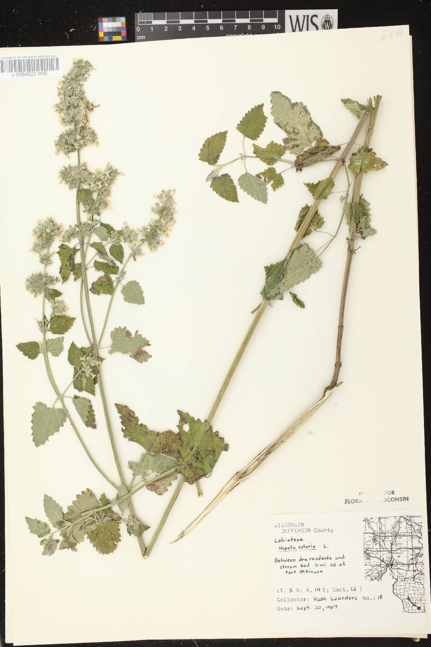 Nepeta cataria image