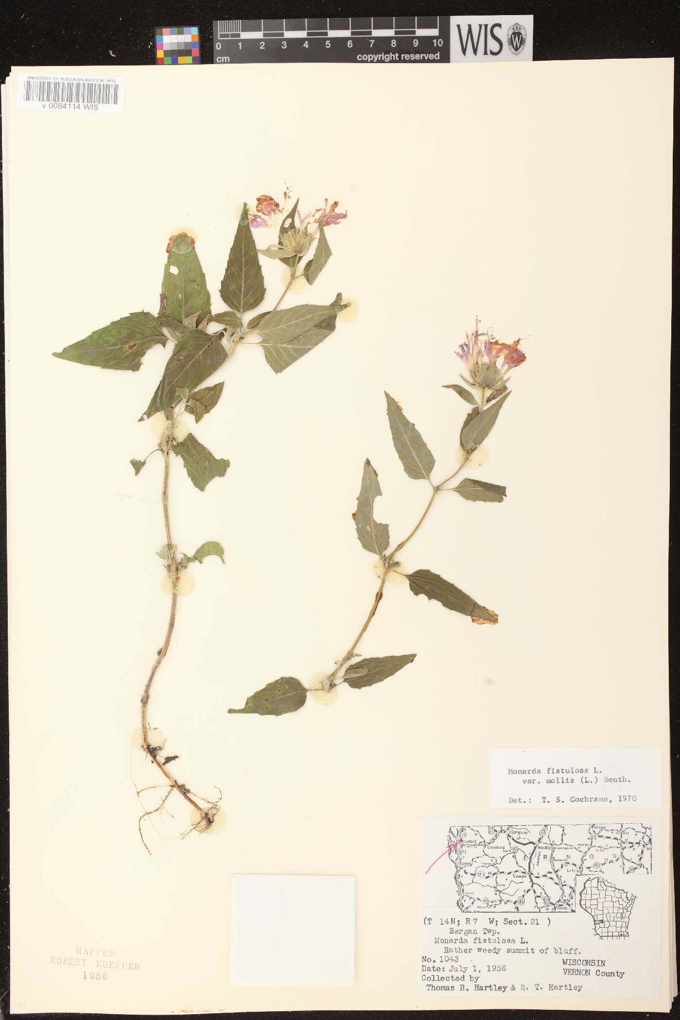 Monarda fistulosa image