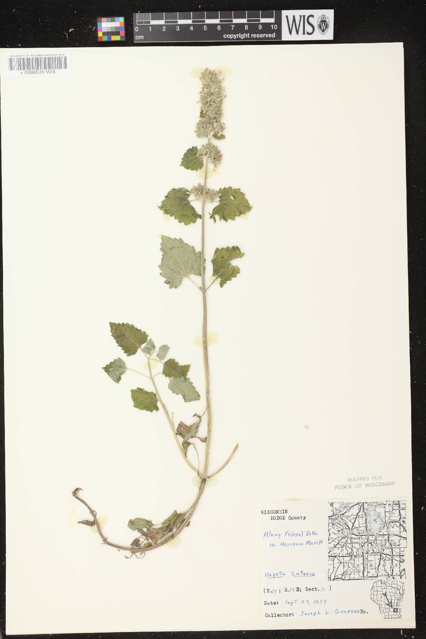 Nepeta cataria image