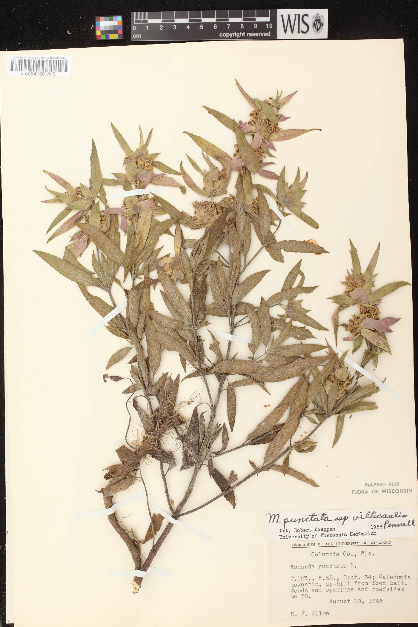 Monarda punctata var. villicaulis image