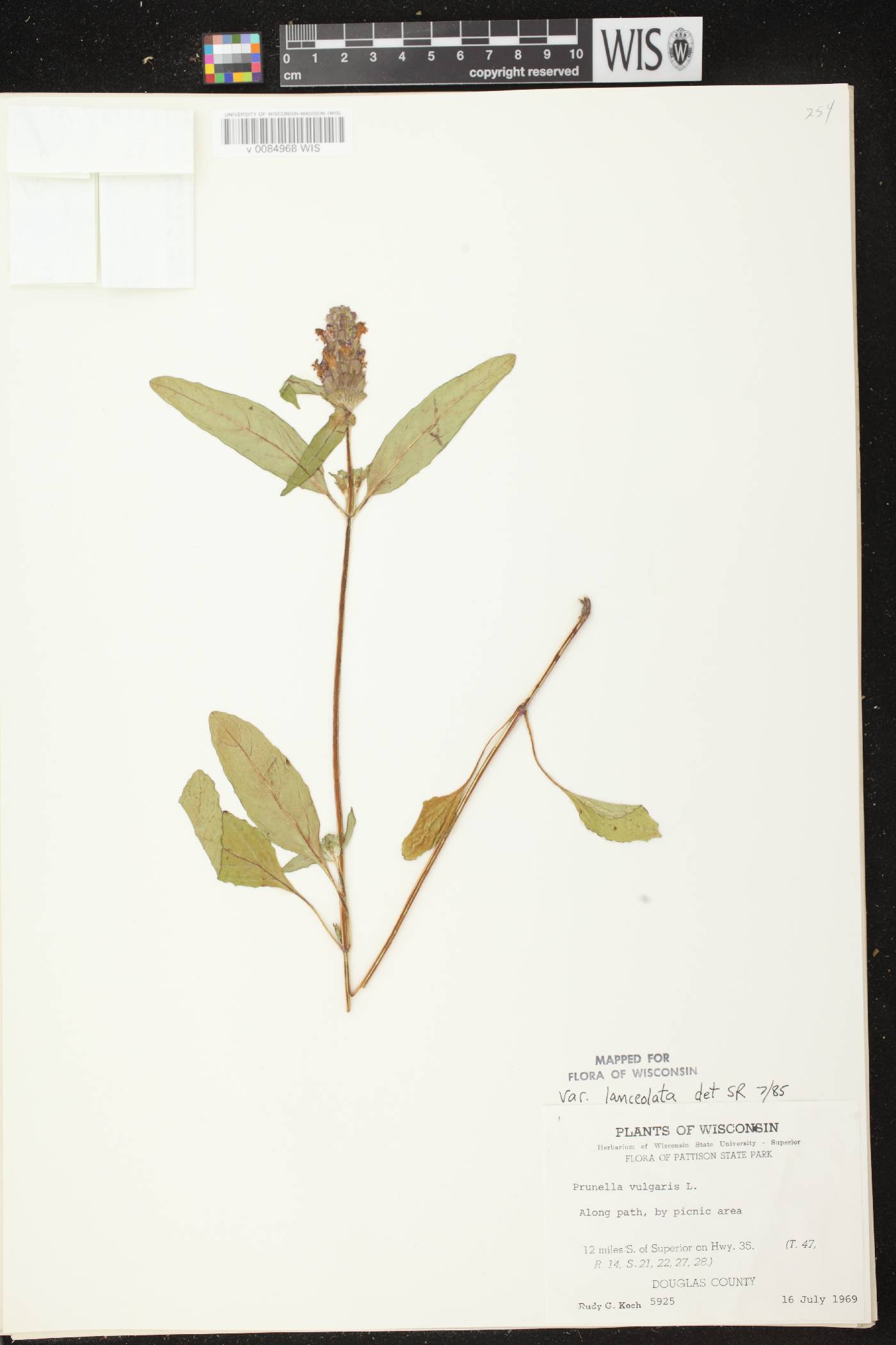 Prunella vulgaris subsp. lanceolata image