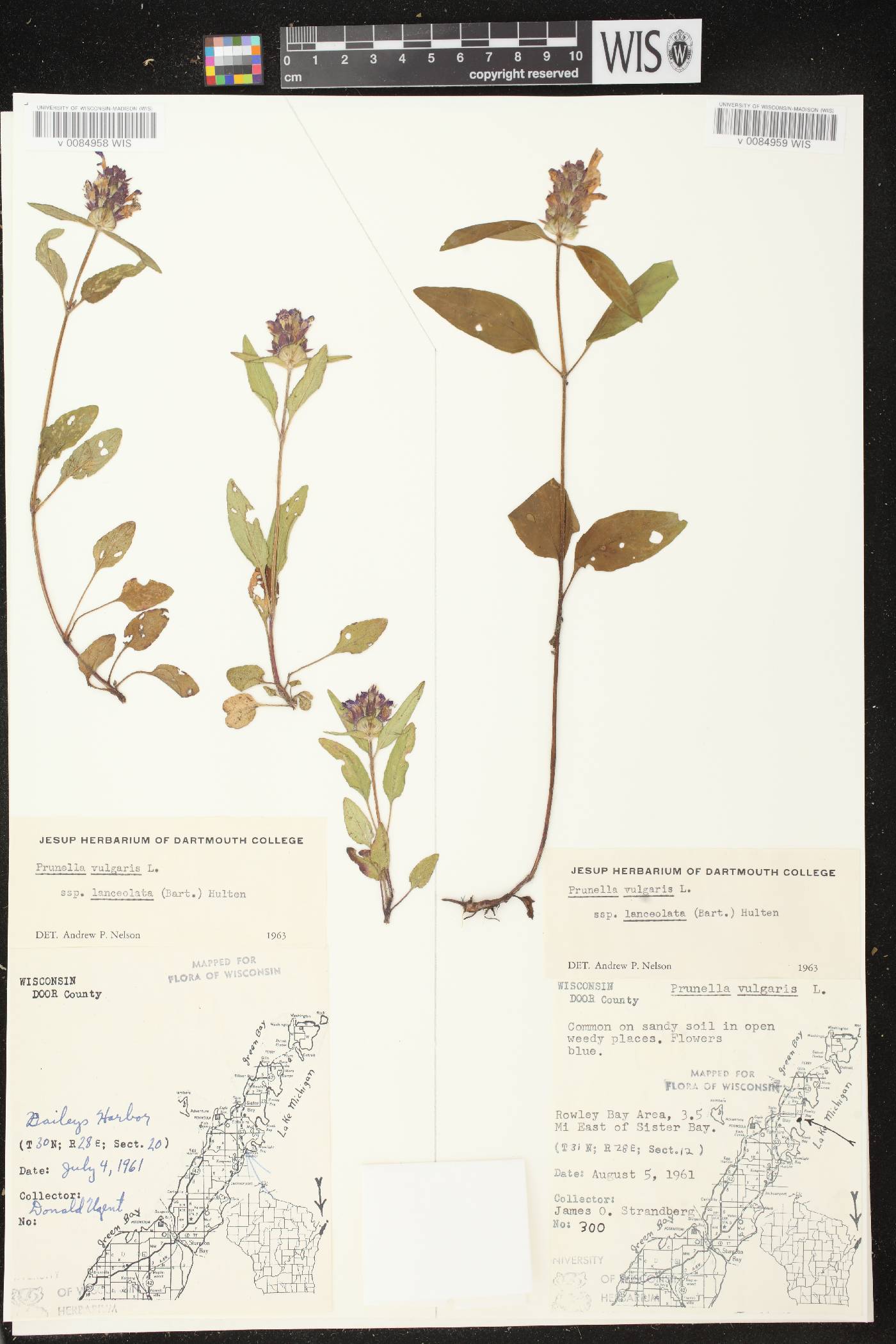 Prunella vulgaris subsp. lanceolata image