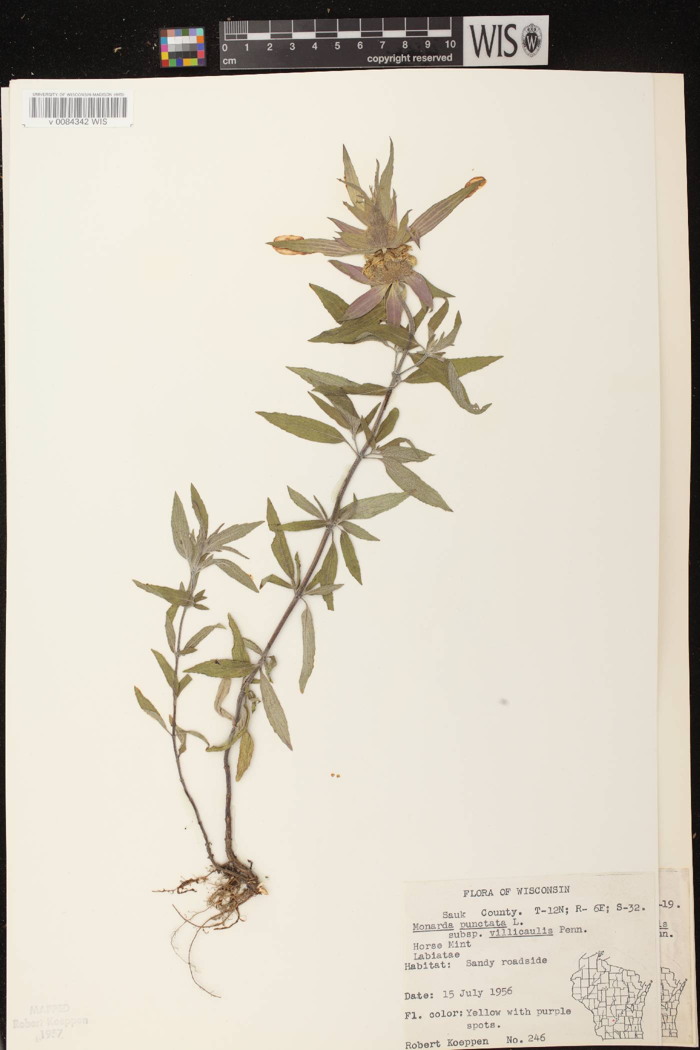 Monarda punctata var. villicaulis image