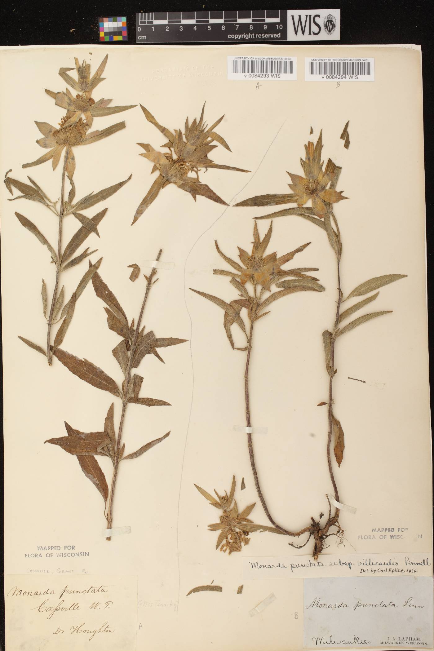 Monarda punctata image