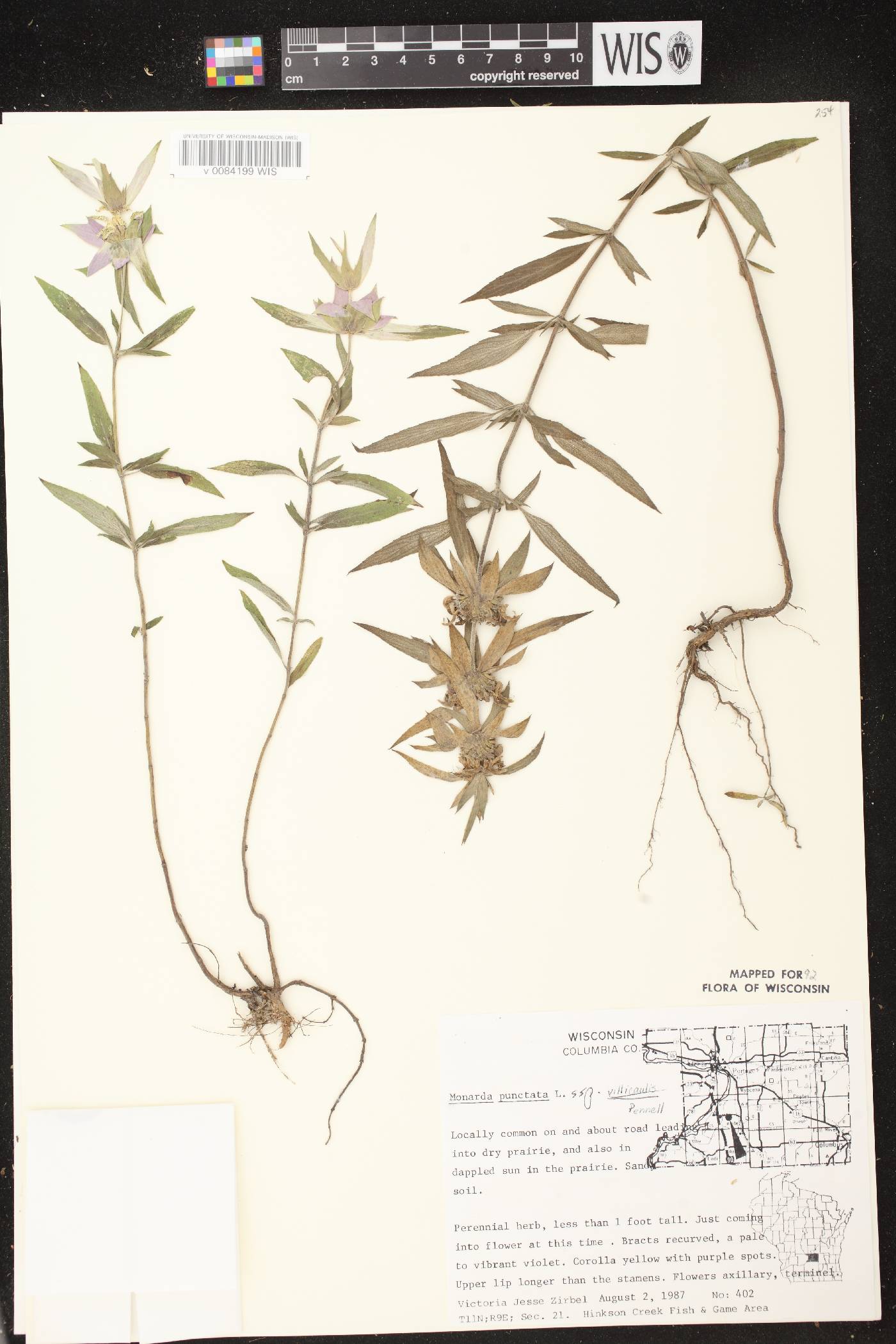 Monarda punctata var. villicaulis image