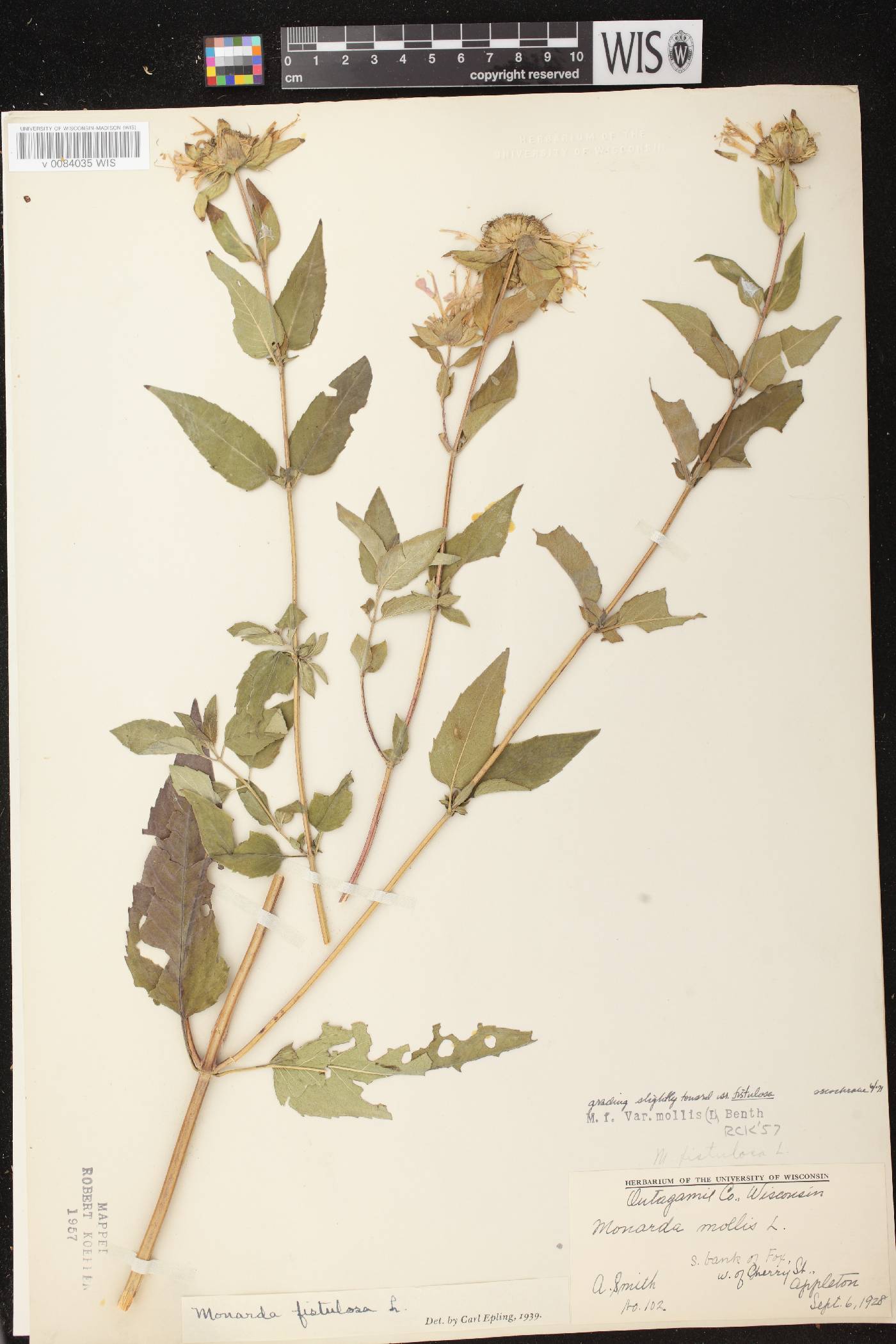 Monarda fistulosa image
