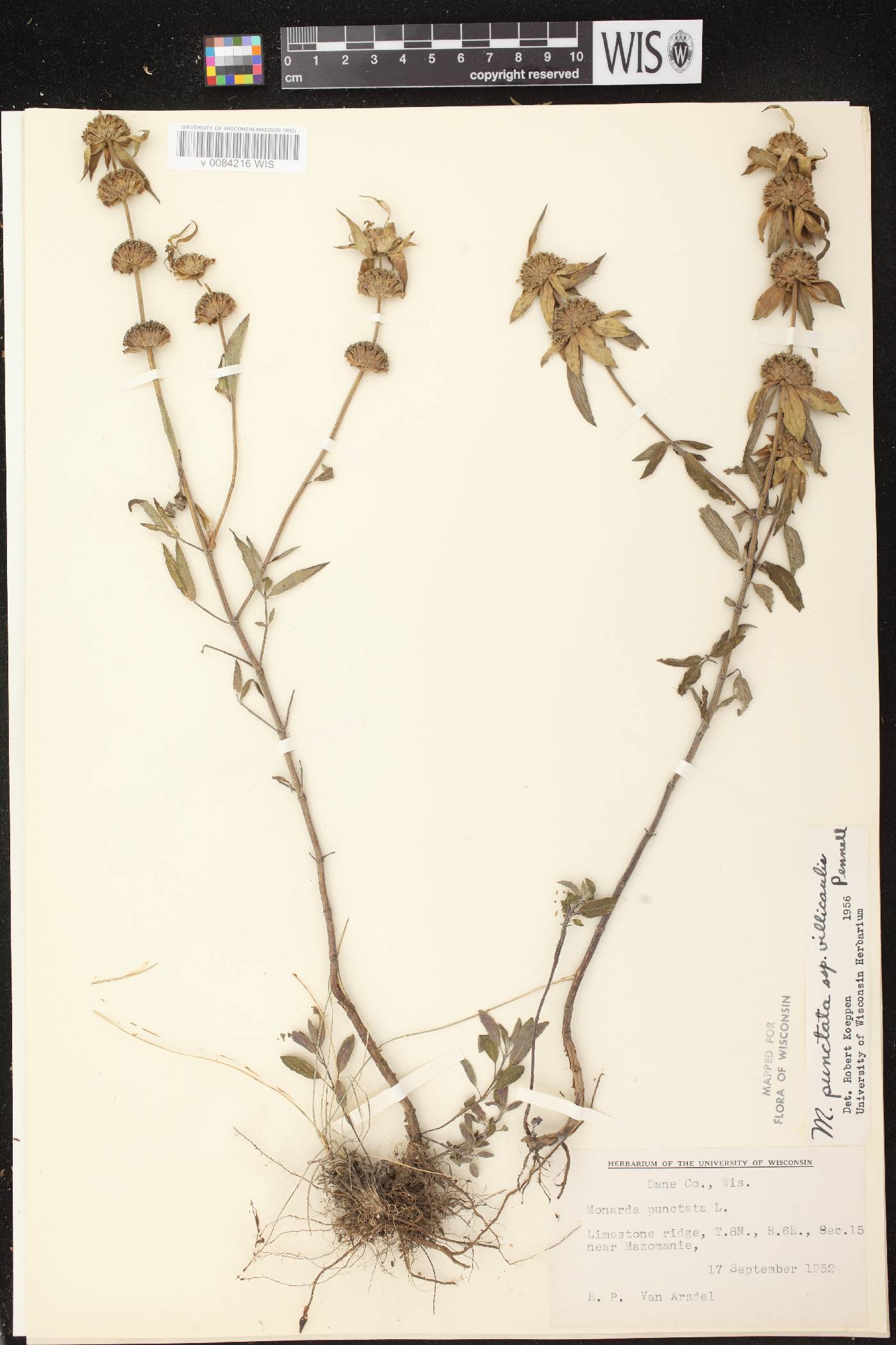 Monarda punctata var. villicaulis image
