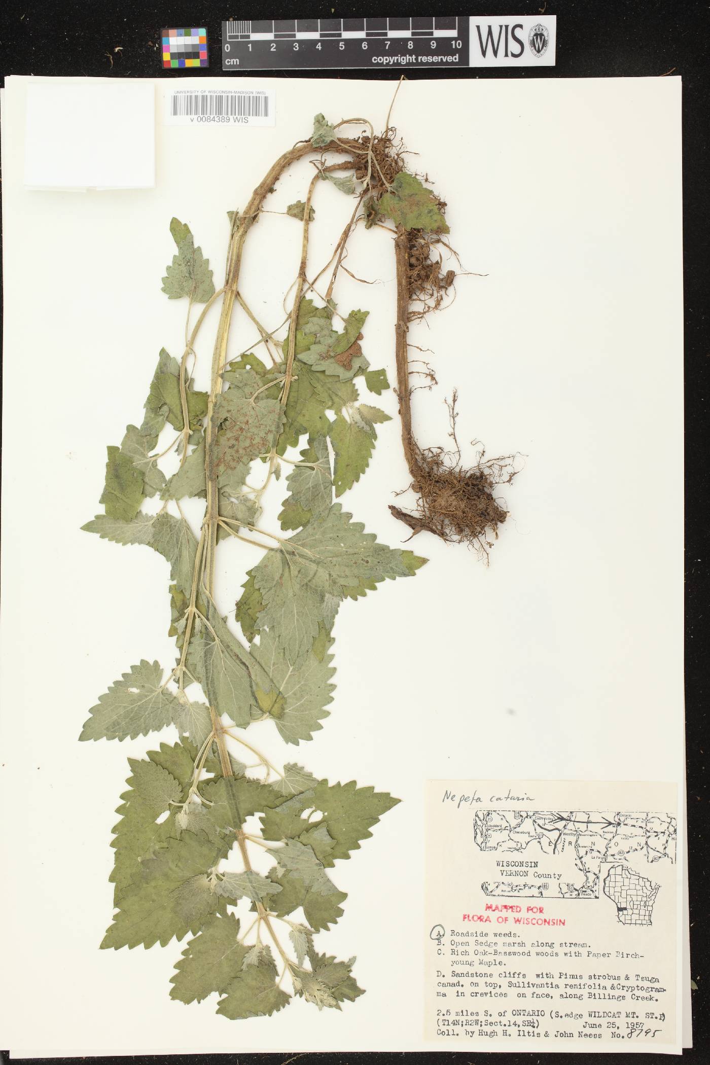 Nepeta cataria image