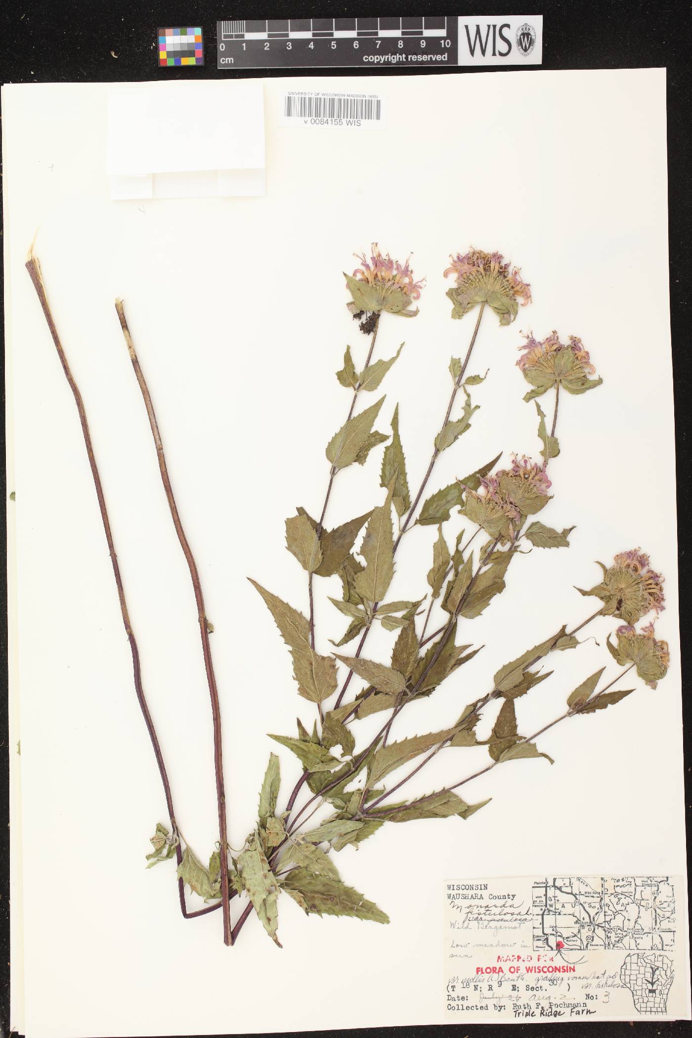 Monarda fistulosa subsp. fistulosa image