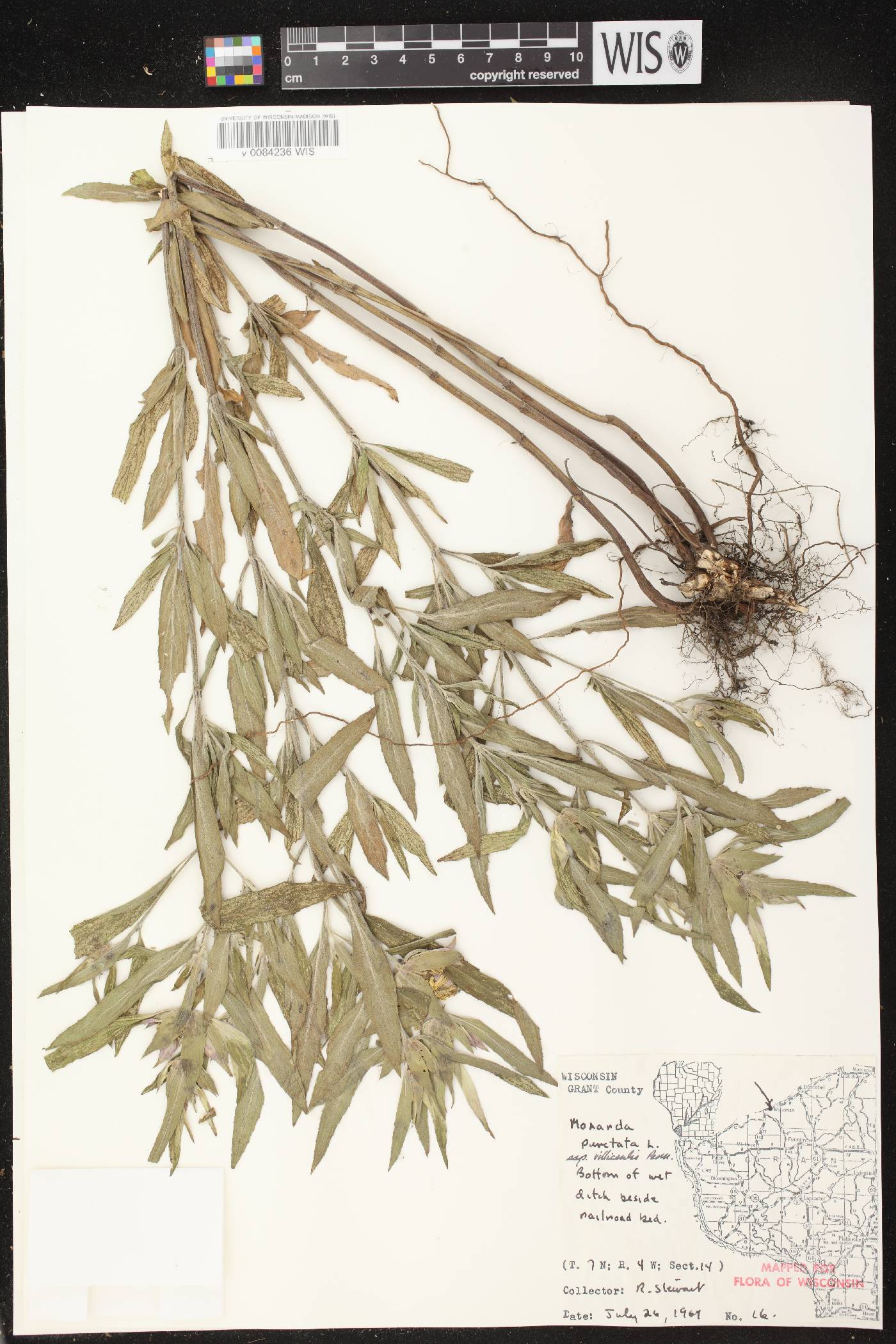 Monarda punctata image
