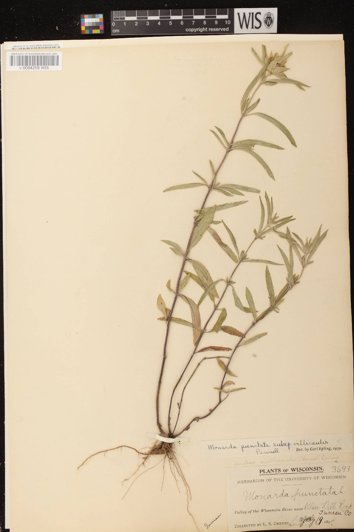 Monarda punctata image