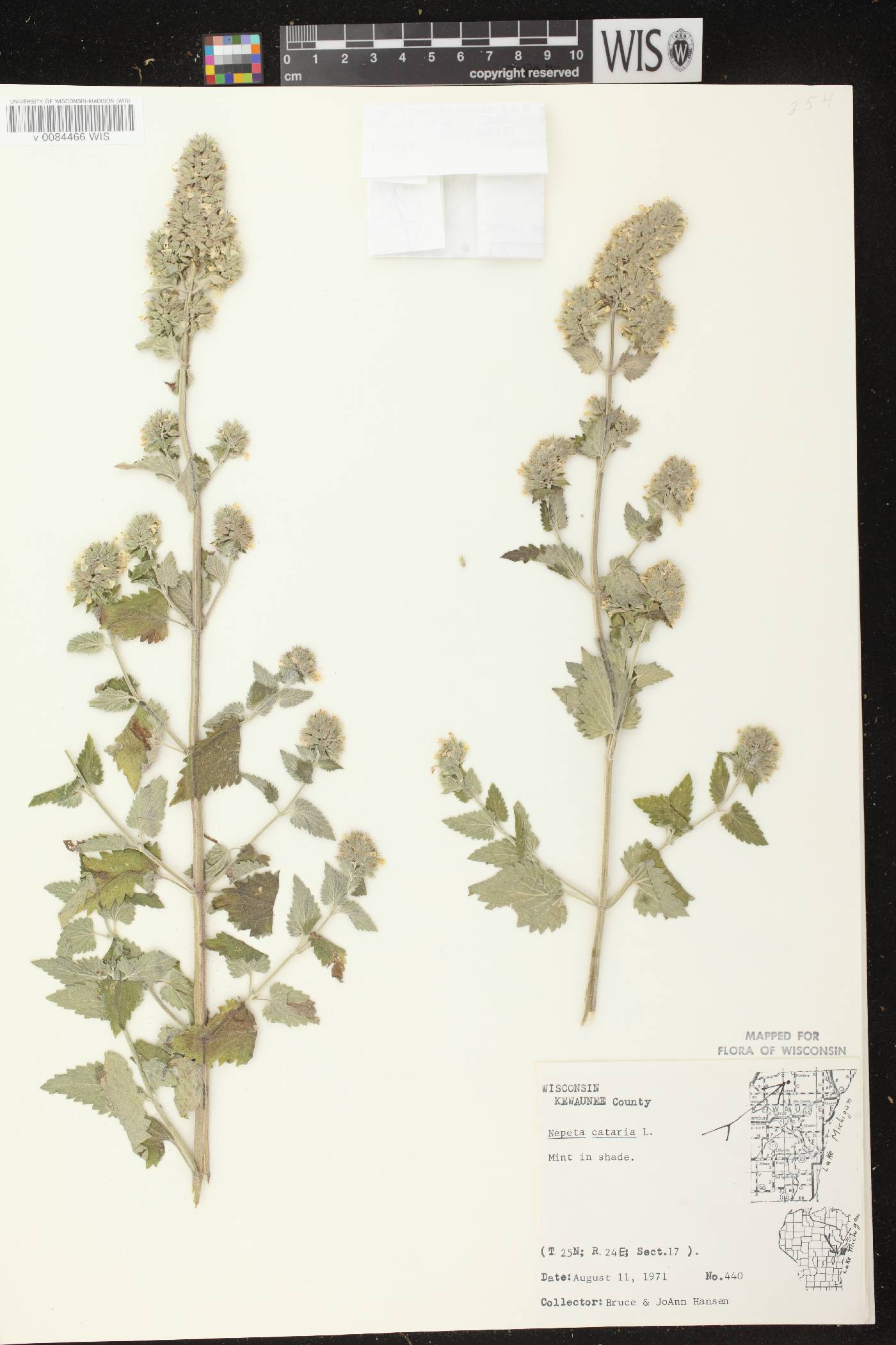 Nepeta cataria image