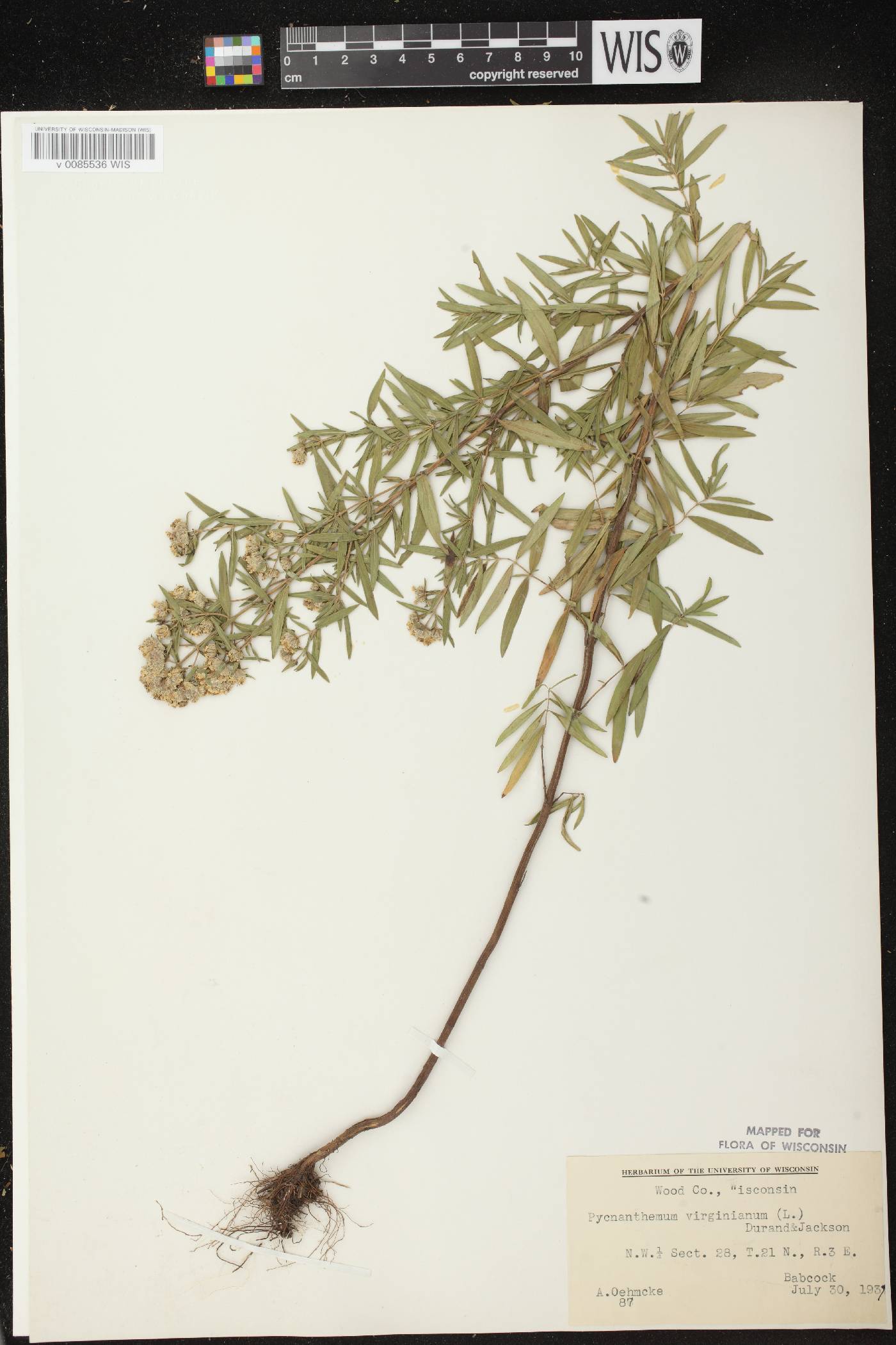 Pycnanthemum virginianum image