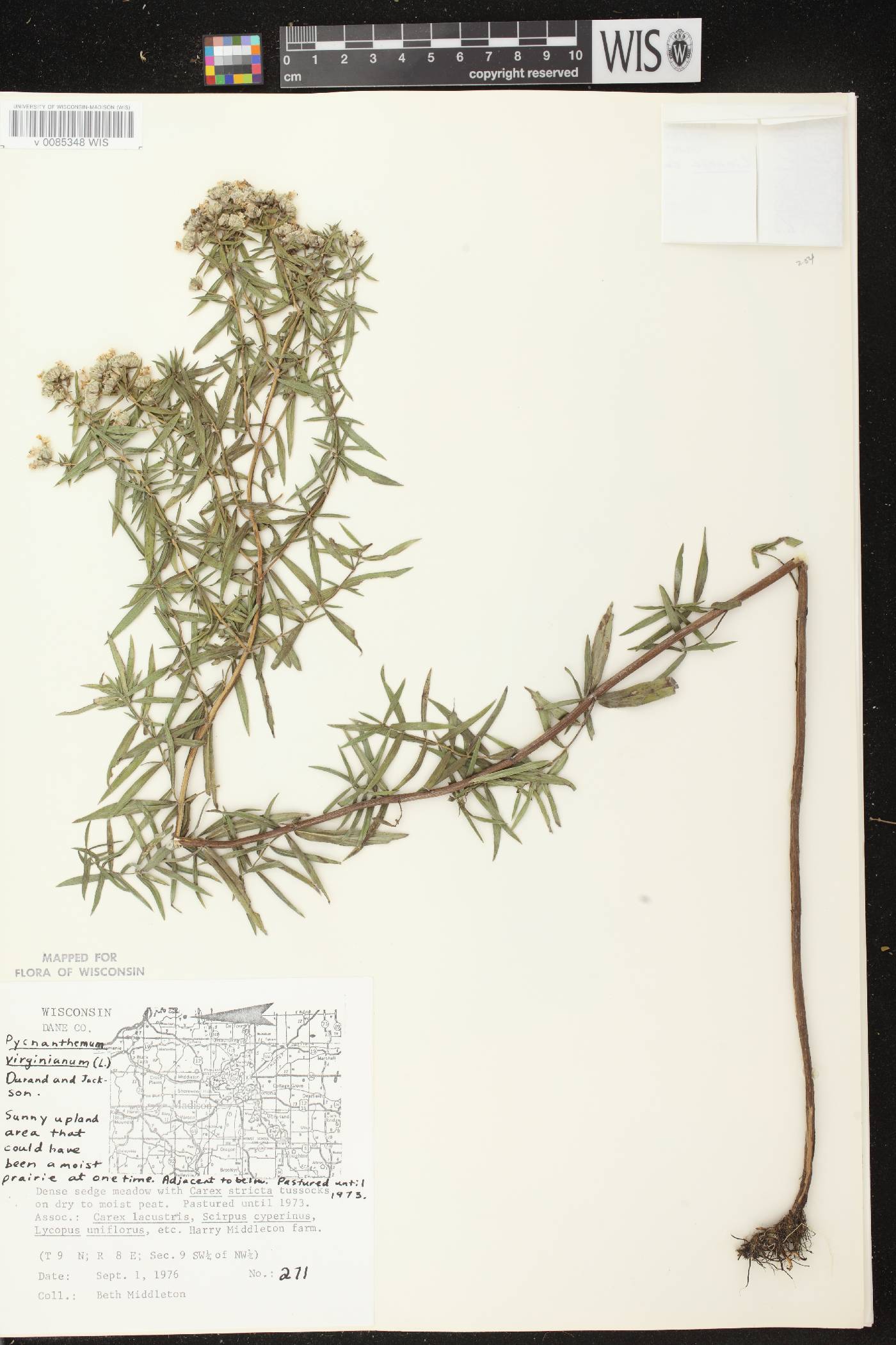 Pycnanthemum virginianum image