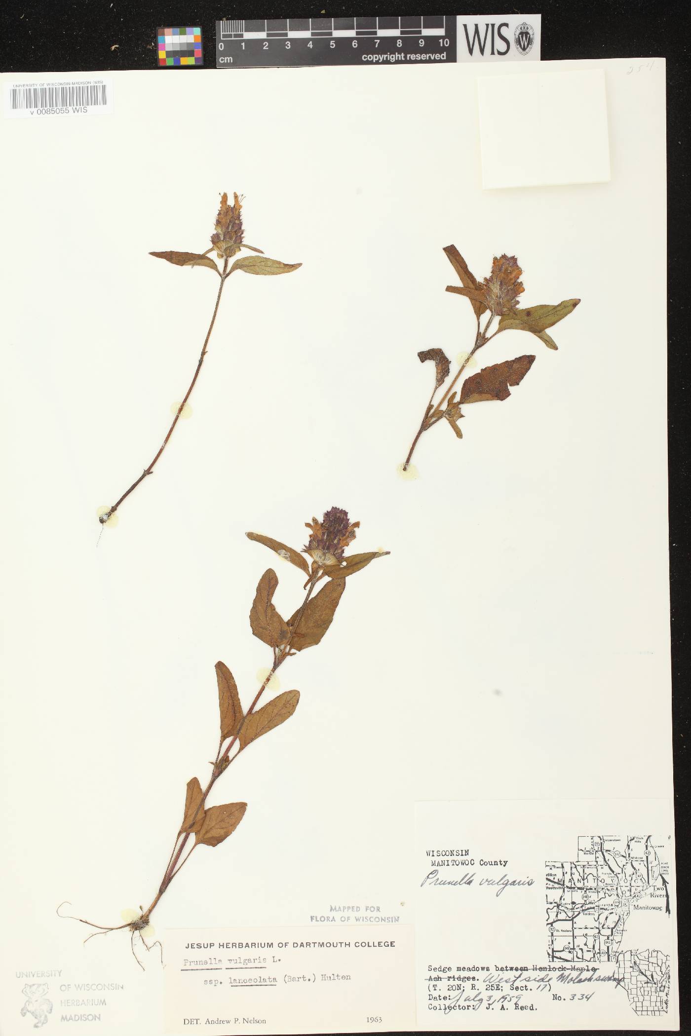 Prunella vulgaris image
