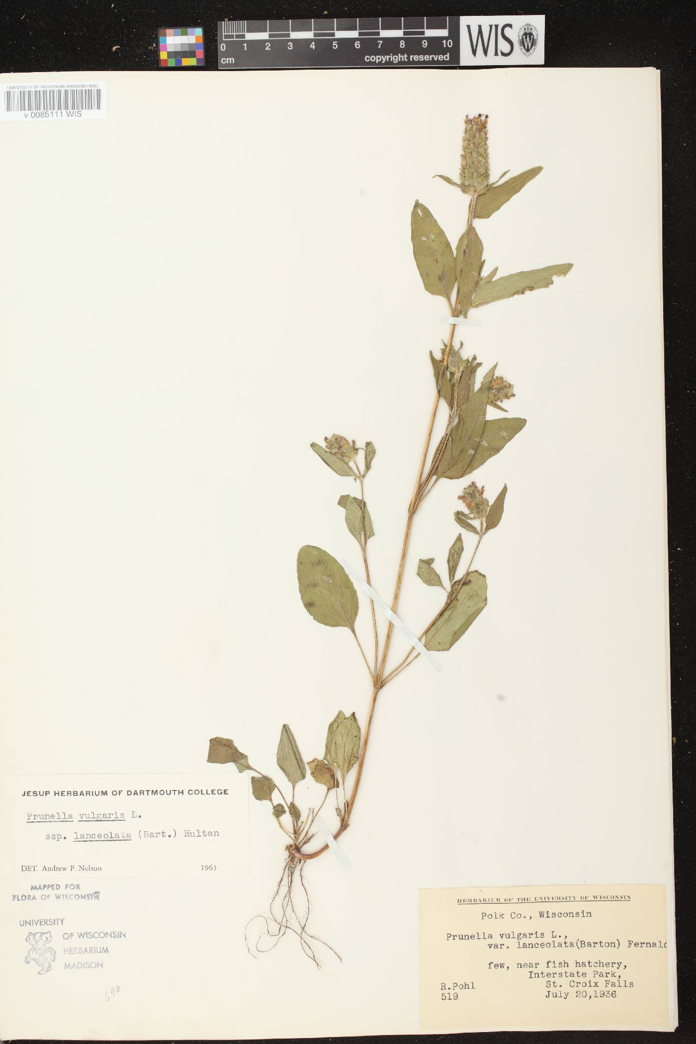 Prunella vulgaris image