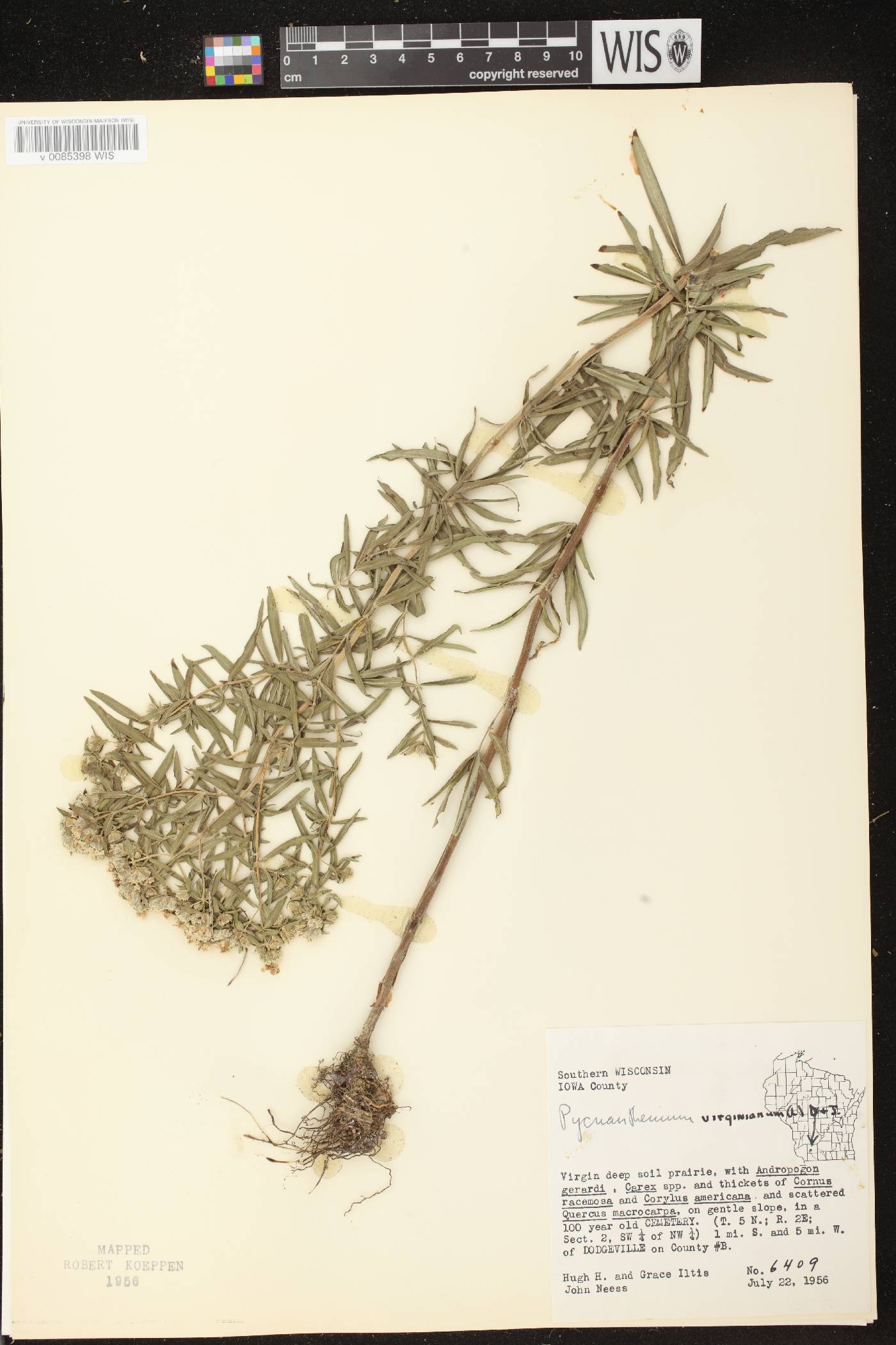 Pycnanthemum virginianum image