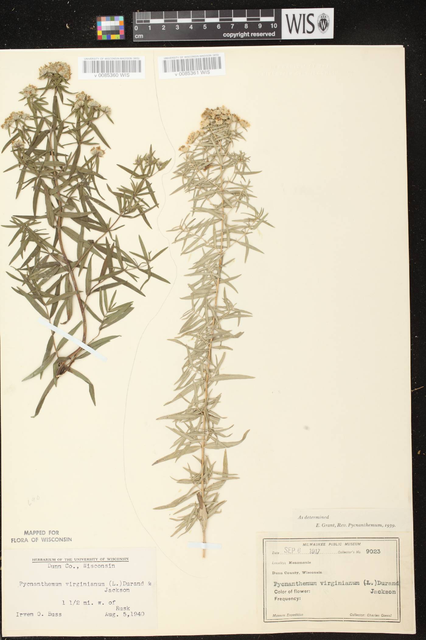 Pycnanthemum virginianum image