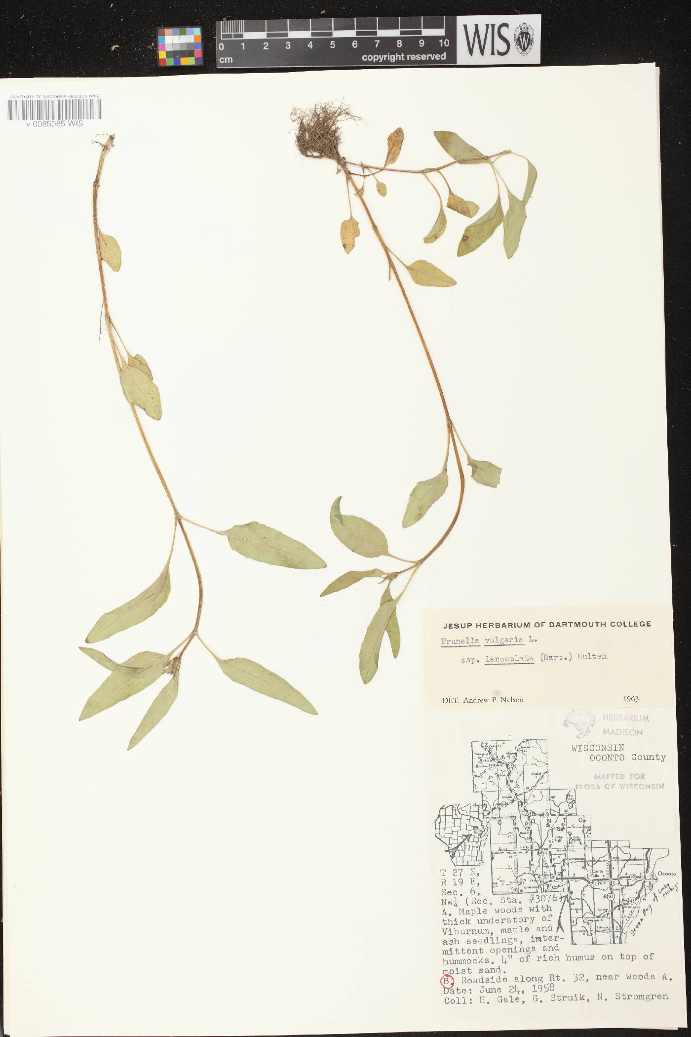 Prunella vulgaris image