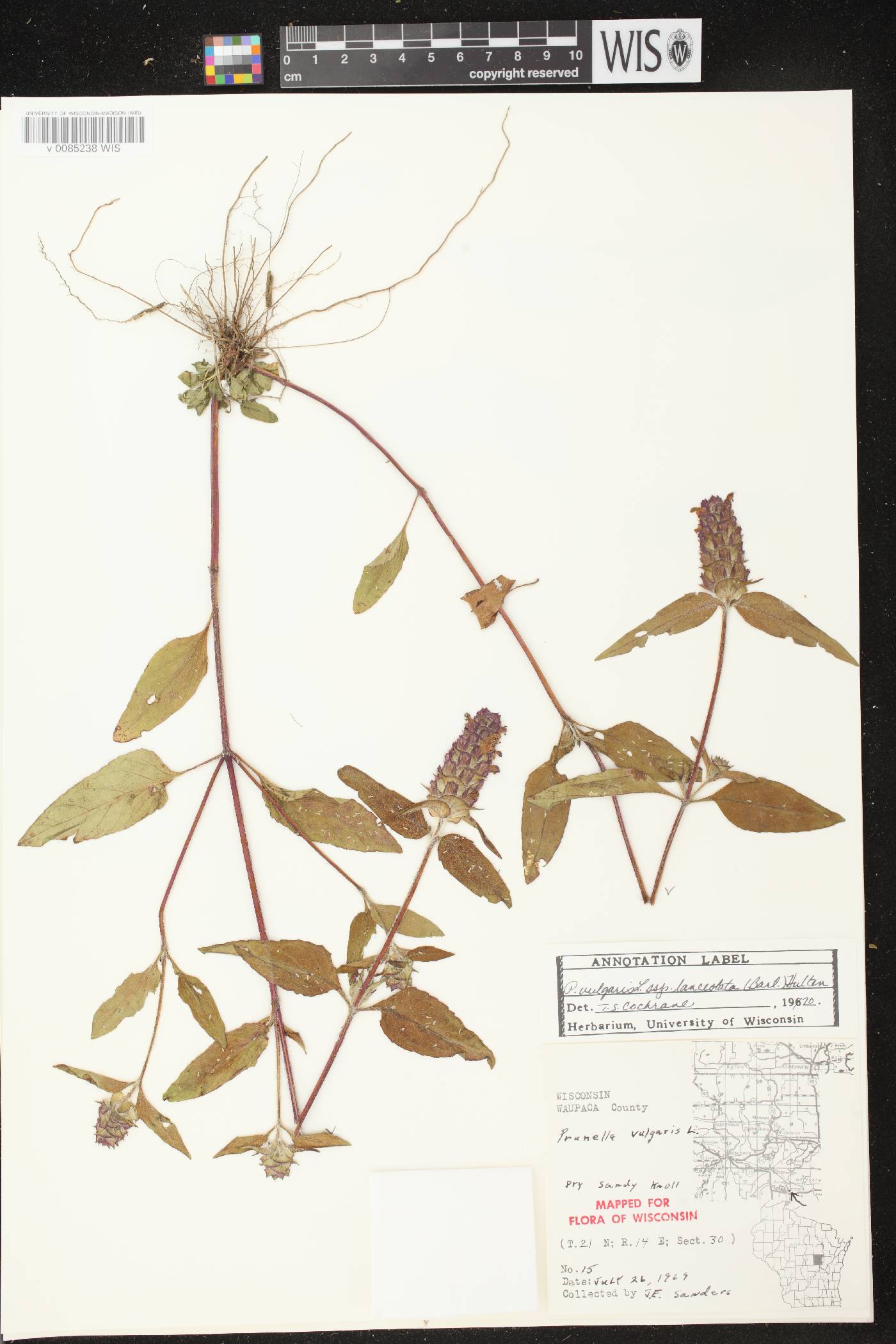 Prunella vulgaris image