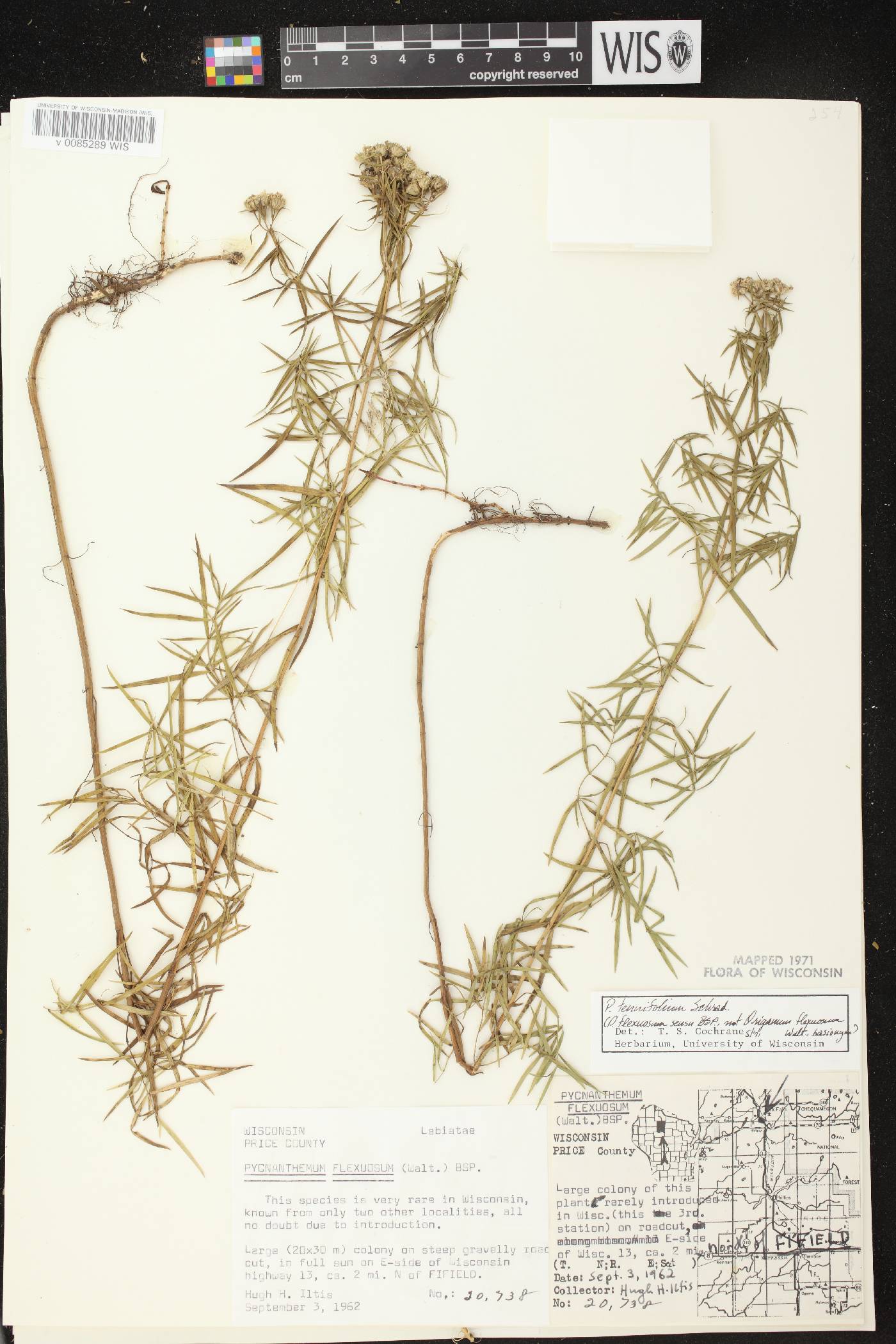 Pycnanthemum tenuifolium image