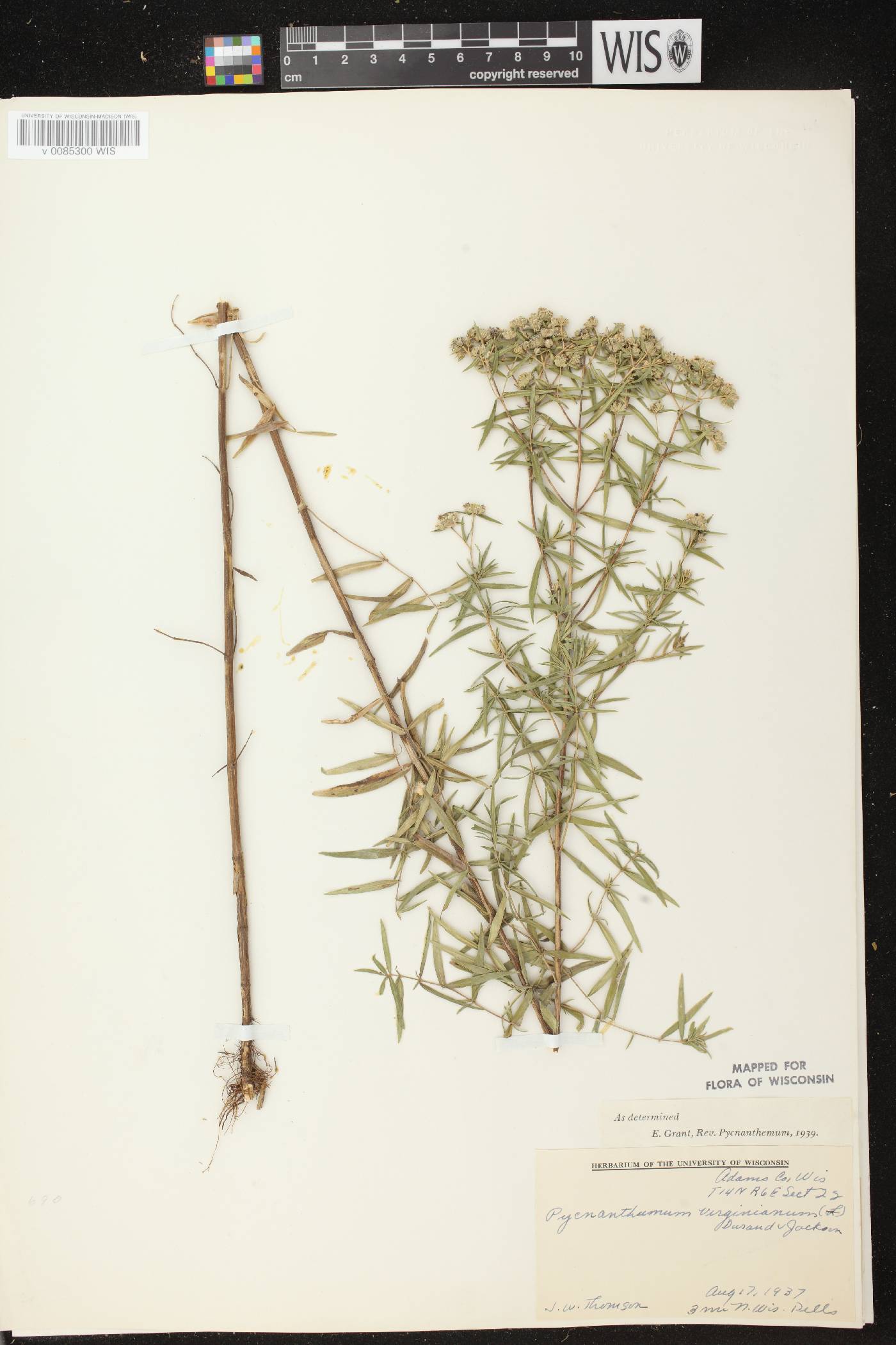 Pycnanthemum virginianum image