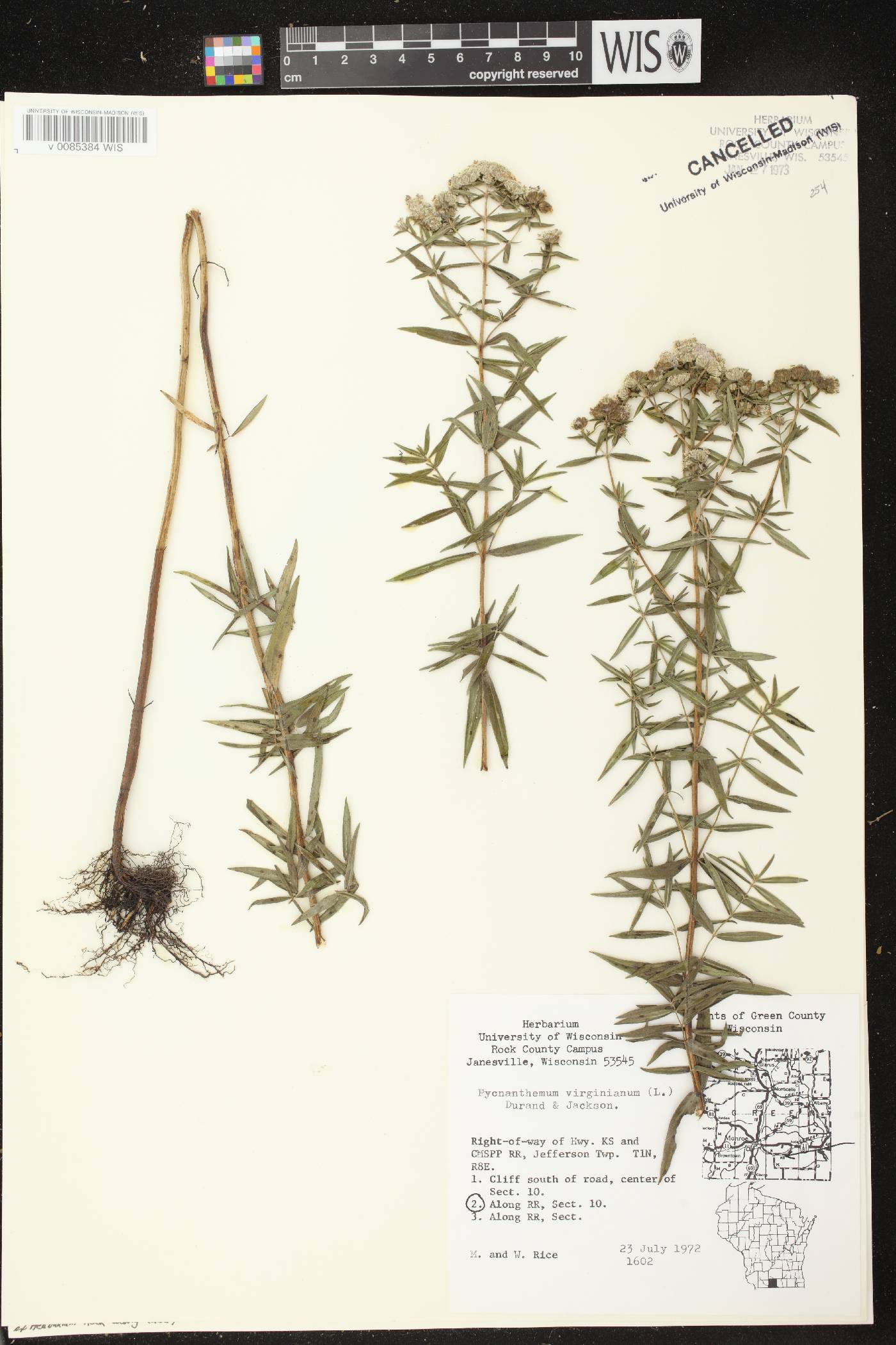 Pycnanthemum virginianum image