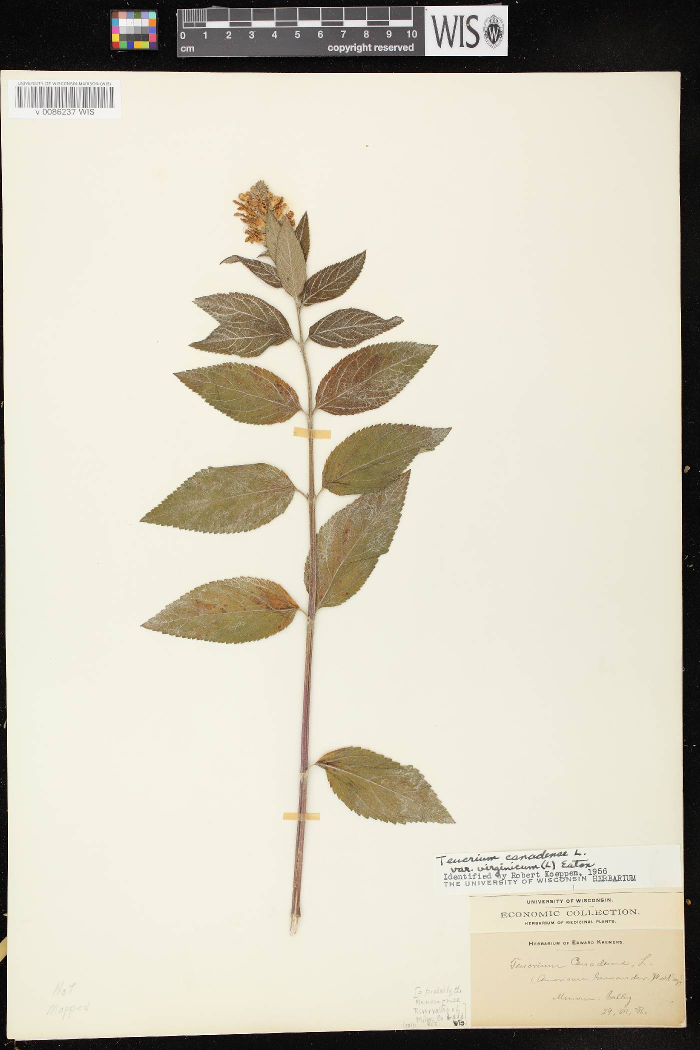 Teucrium canadense image