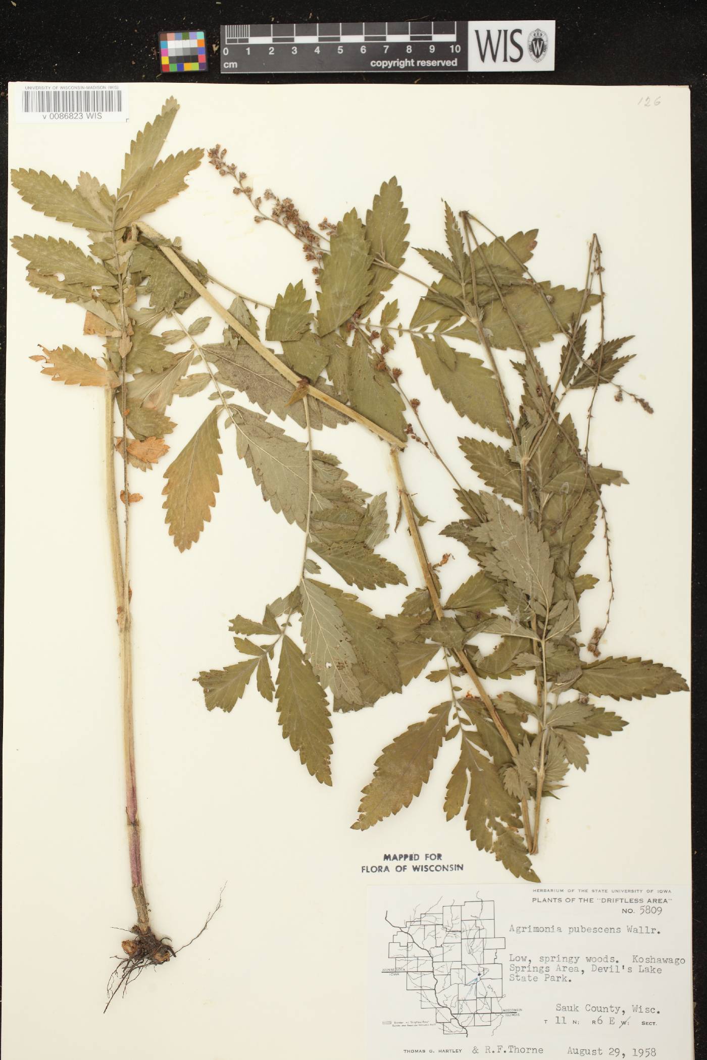 Agrimonia pubescens image