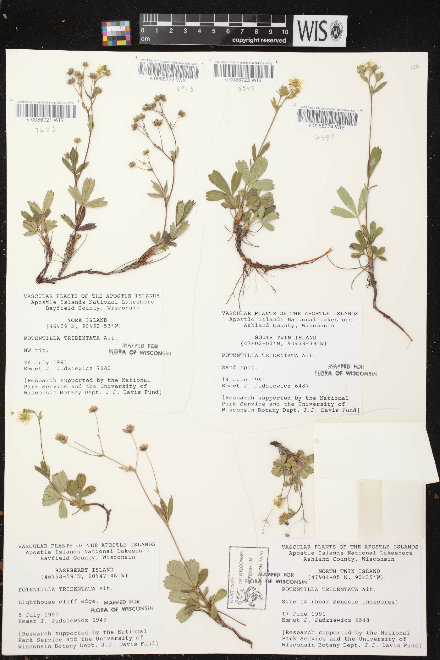 Sibbaldiopsis tridentata image