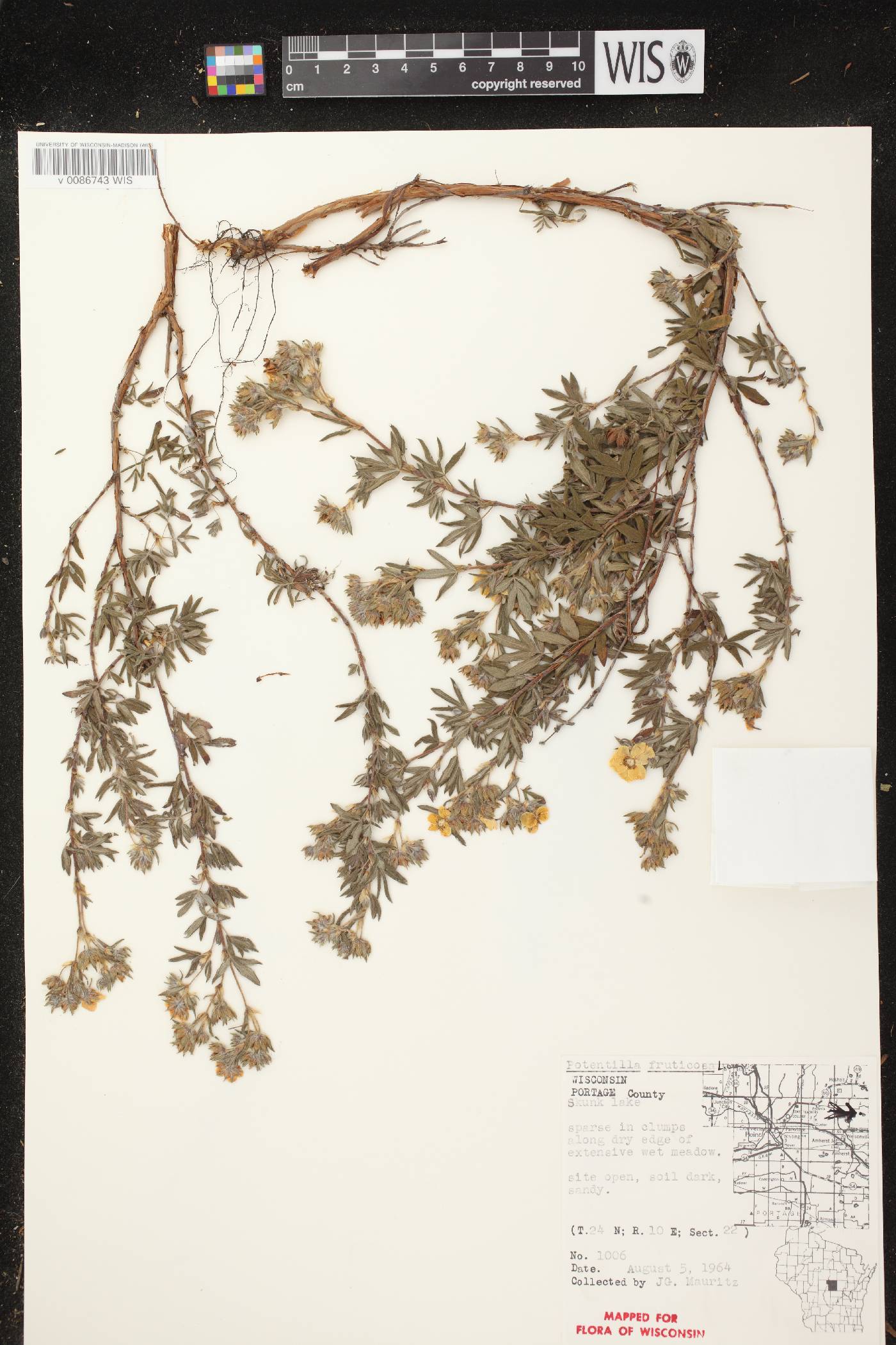 Dasiphora fruticosa image